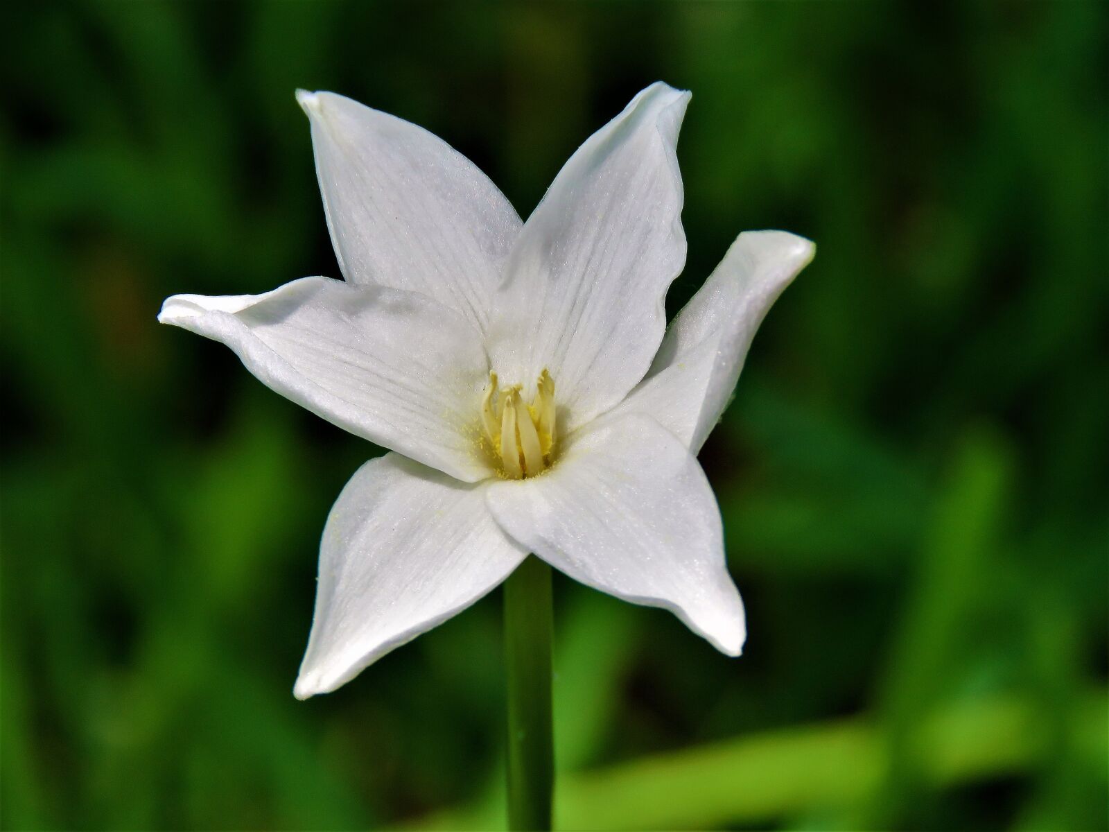Canon PowerShot SX60 HS sample photo. Flower, wildflower, white and photography