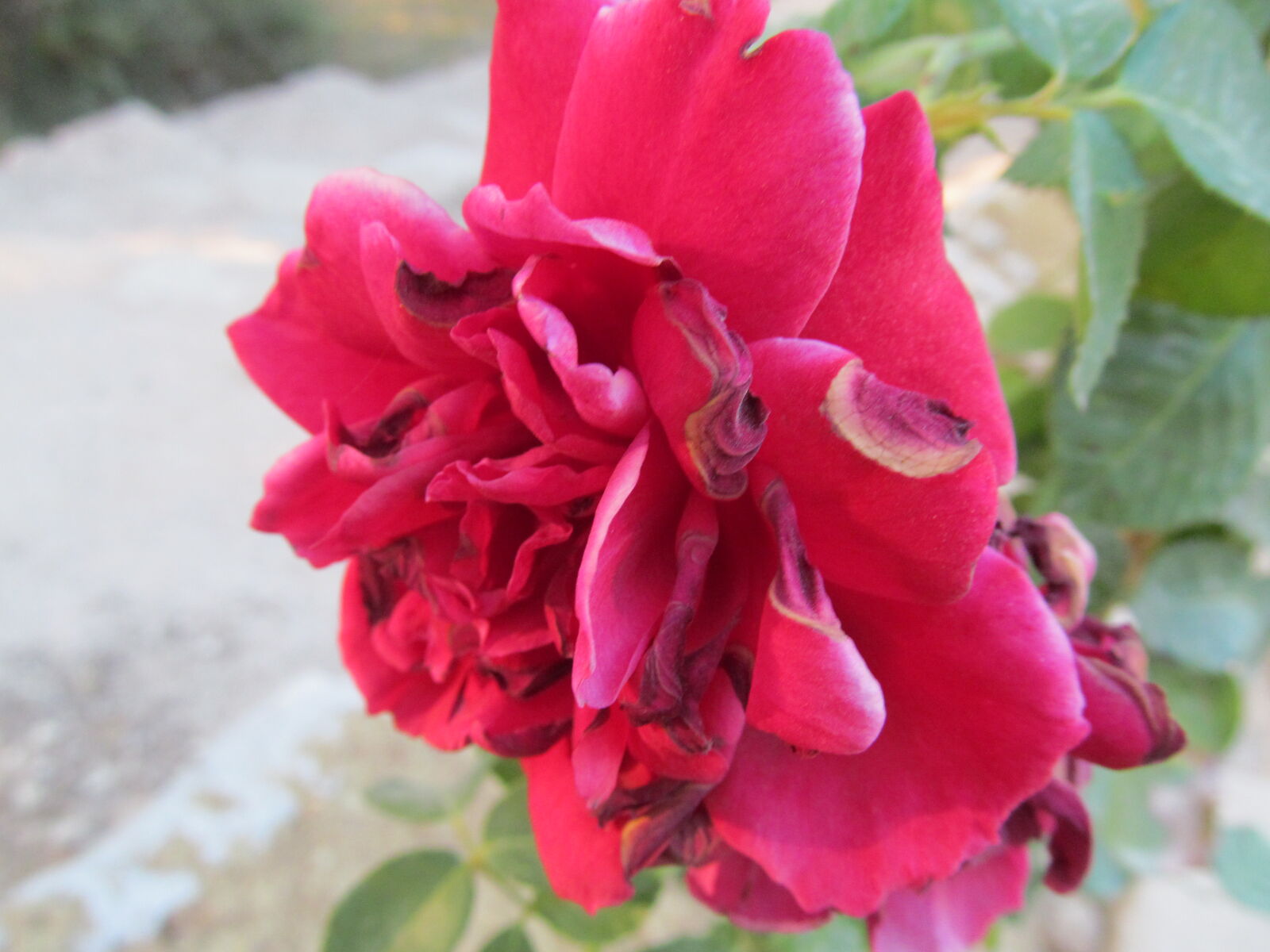 Canon PowerShot SX150 IS sample photo. Flower, macro, nature photography