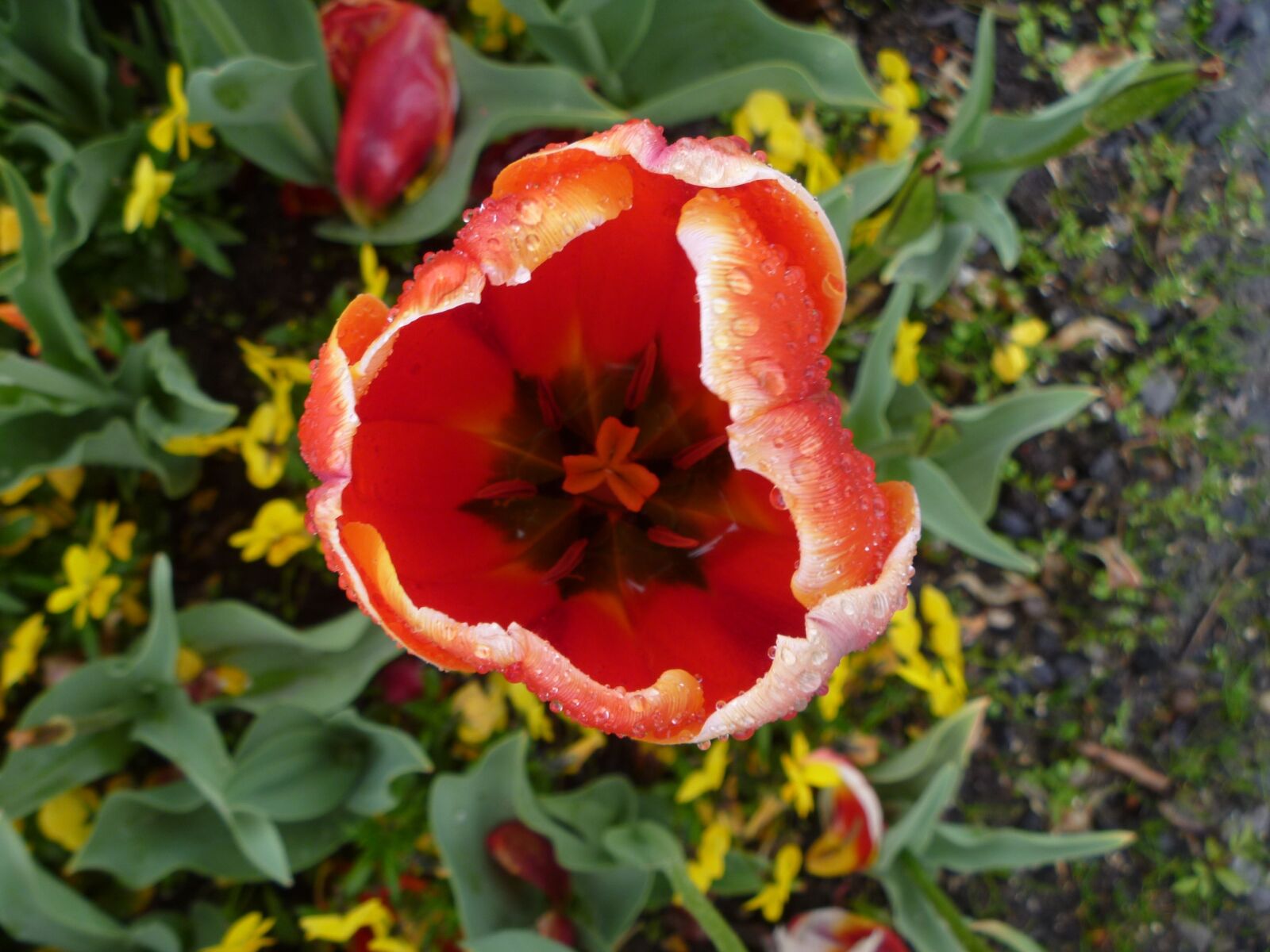 Panasonic DMC-FT10 sample photo. Tulip, flower, switzerland photography
