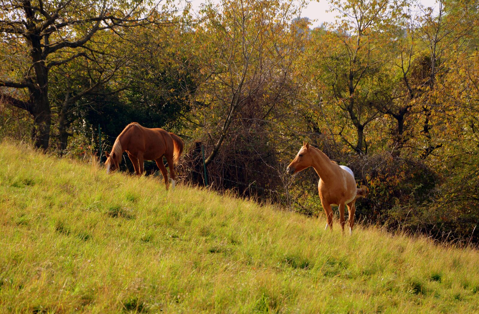 Nikon D7100 sample photo. Horse, prato, mountain photography