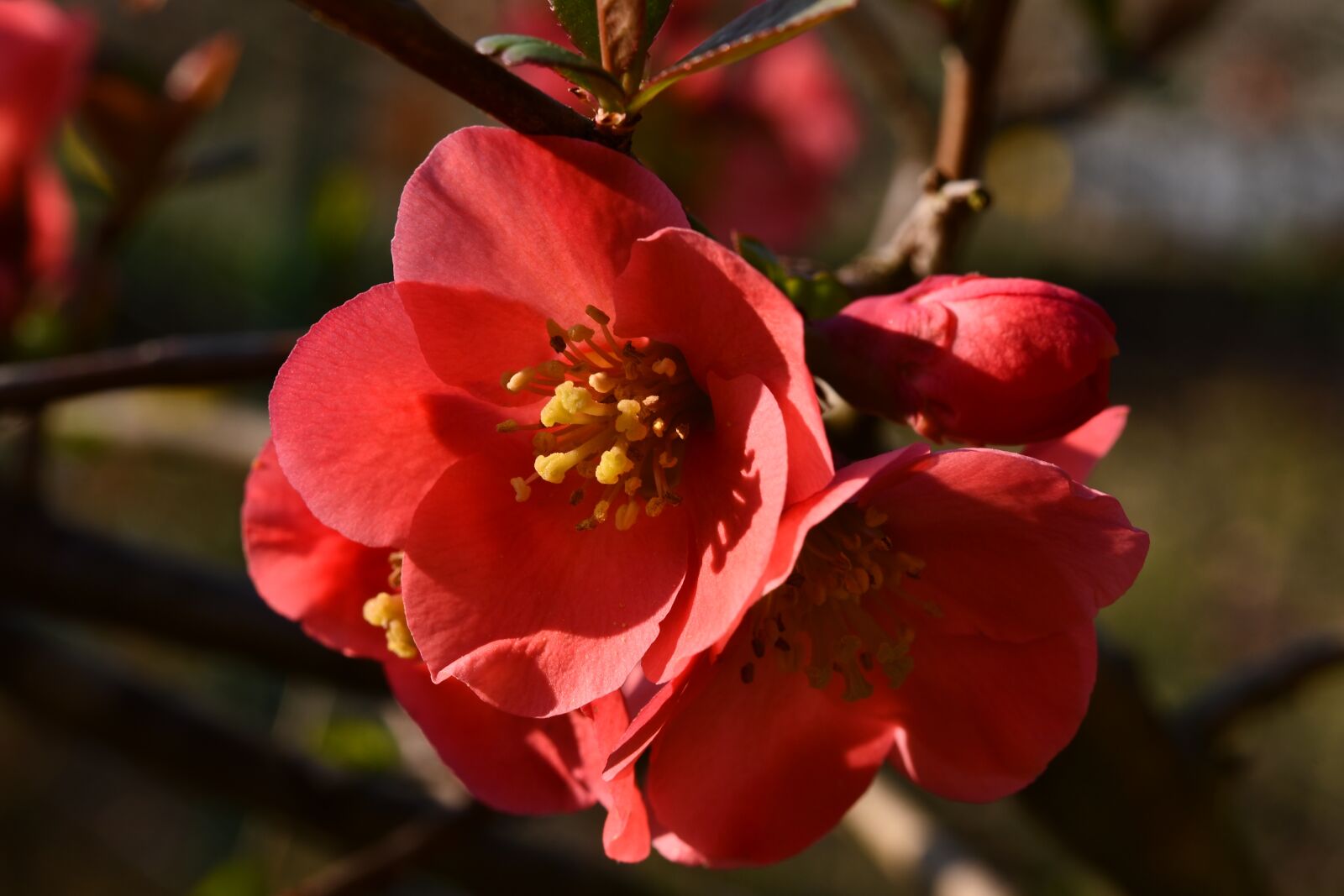 Nikon D7500 sample photo. Flower, red, garden photography