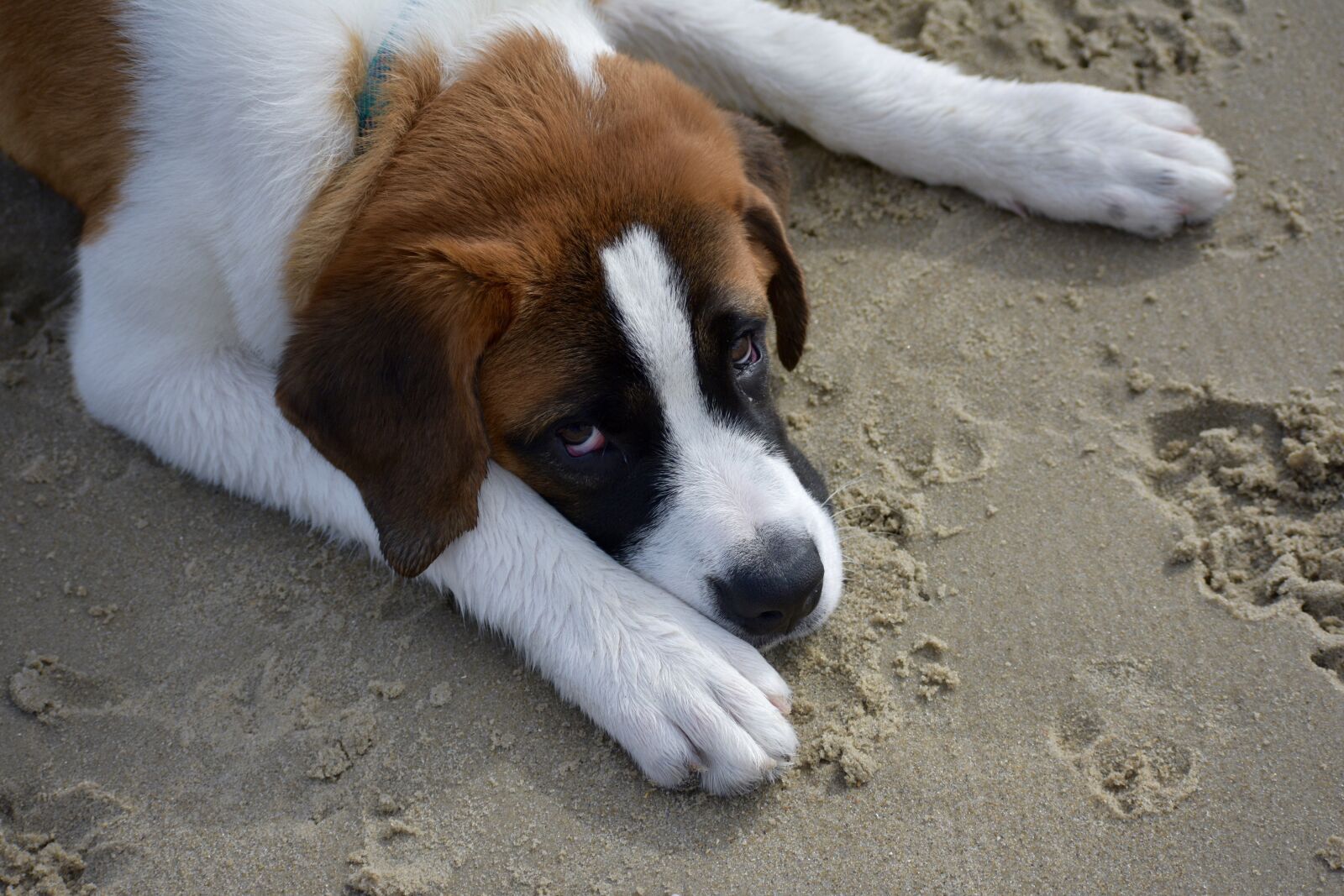 Nikon D3400 sample photo. Dog, beach, summer photography