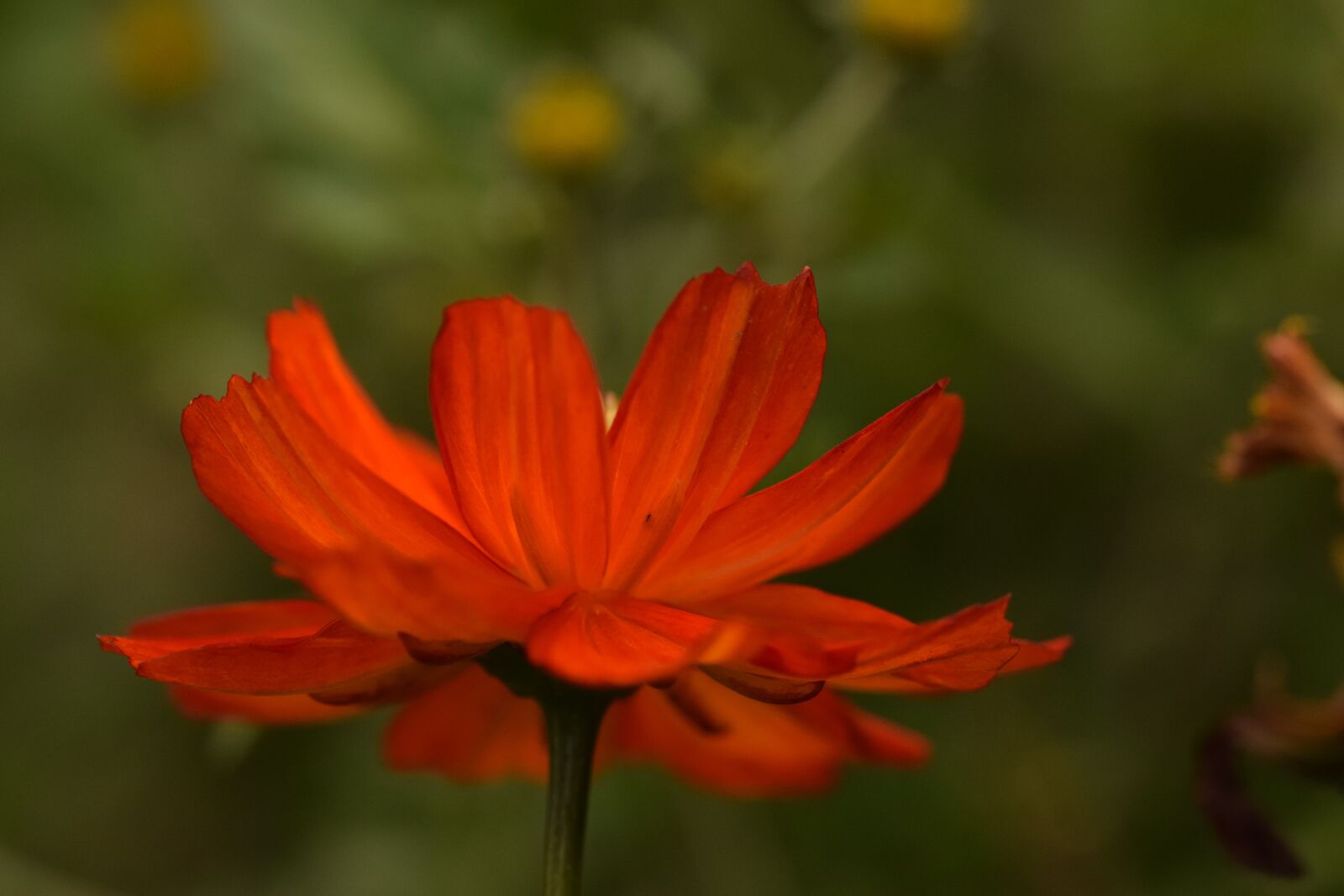 Nikon D5300 sample photo. Flower, orange, nature photography