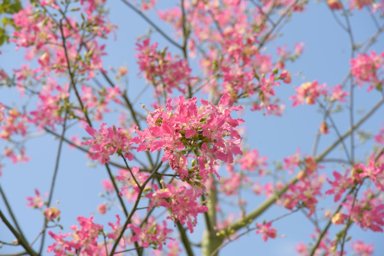 Nikon D810 sample photo. Plant, flower, outdoor photography