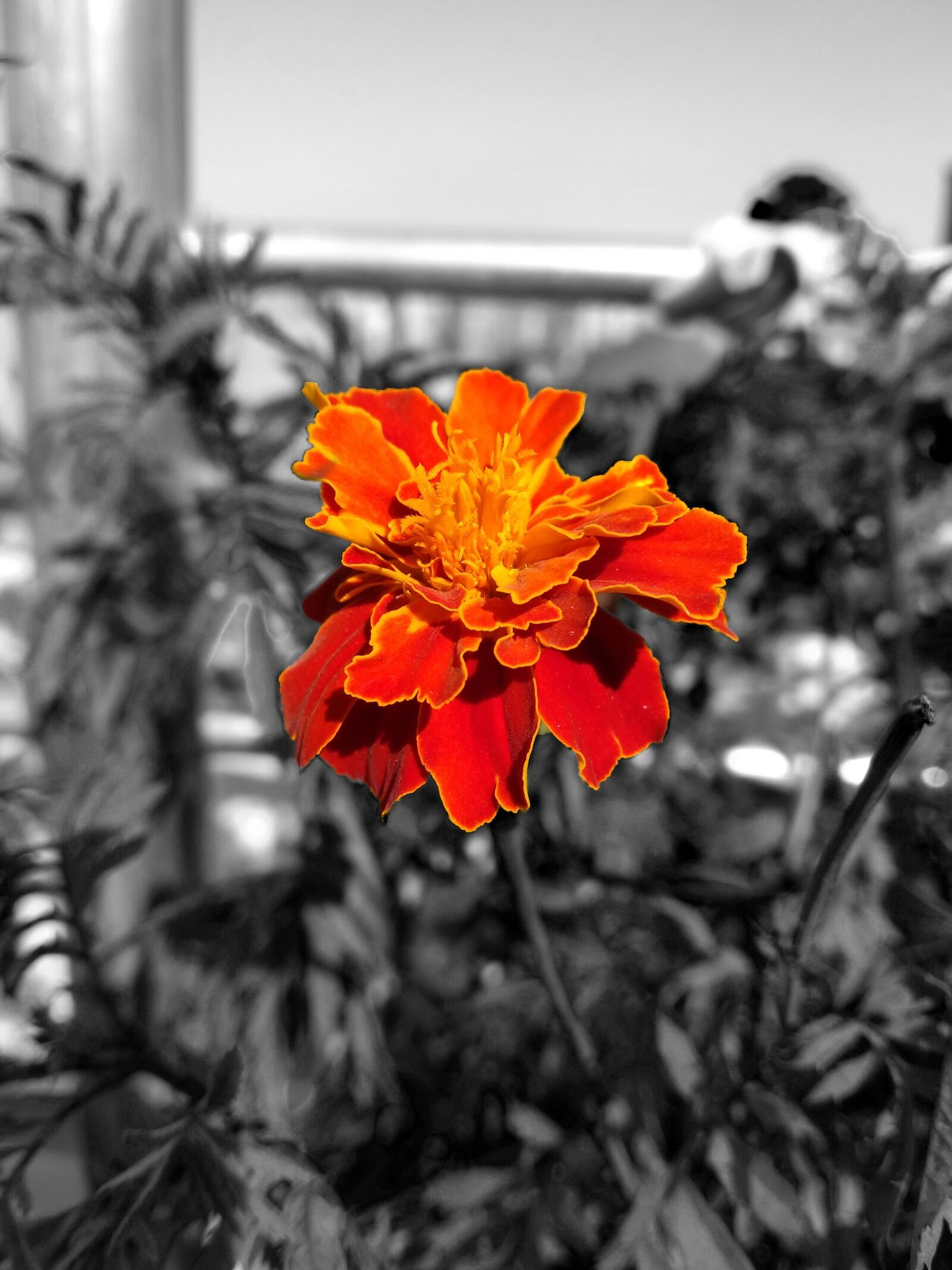 Xiaomi Redmi S2 sample photo. Flower, orange flower, plant photography