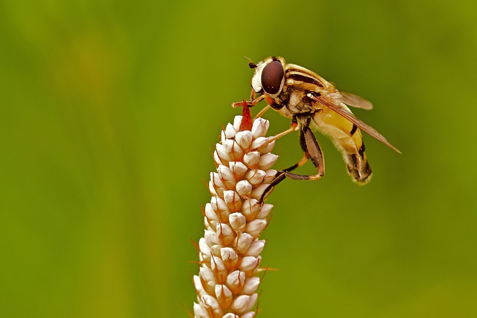 Nikon D5200 sample photo. Hoverfly, insect, wings photography