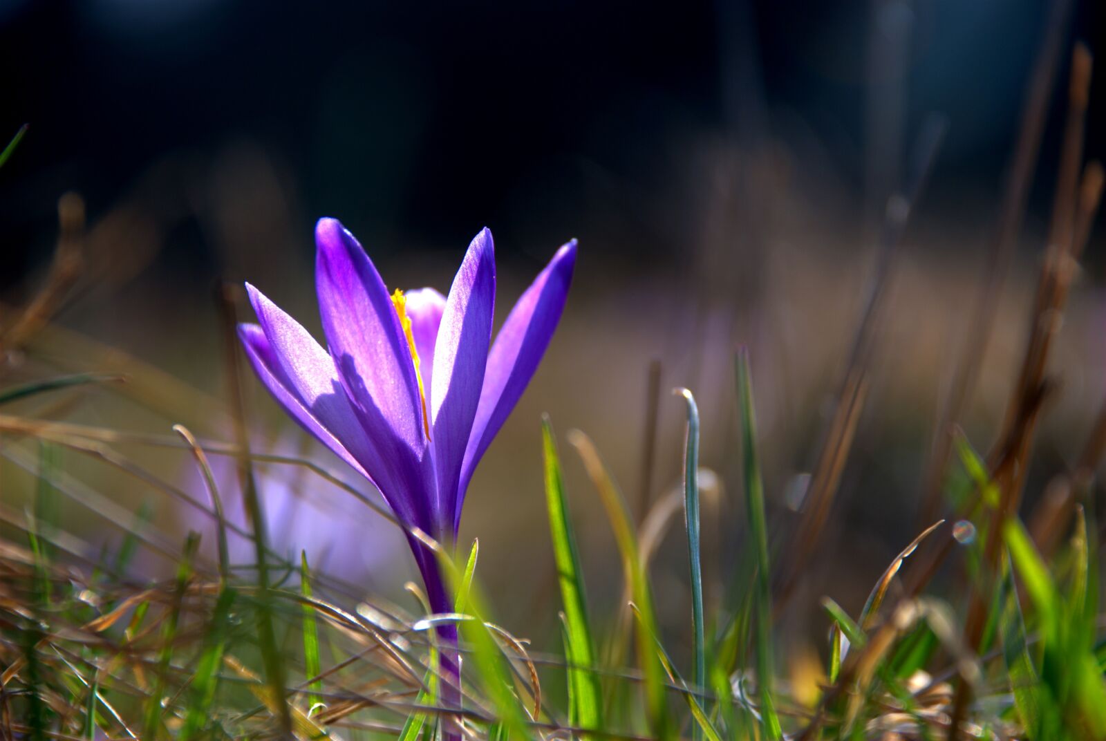 Nikon D80 sample photo. Macro, flower, flora photography