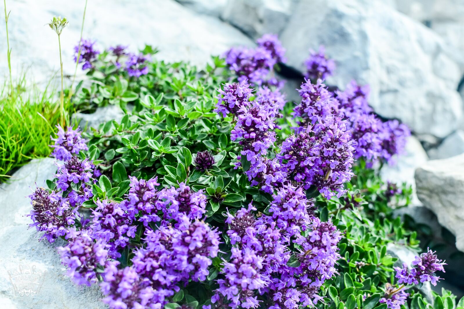 Nikon D7100 sample photo. Flowers, purple flowers, flowers photography