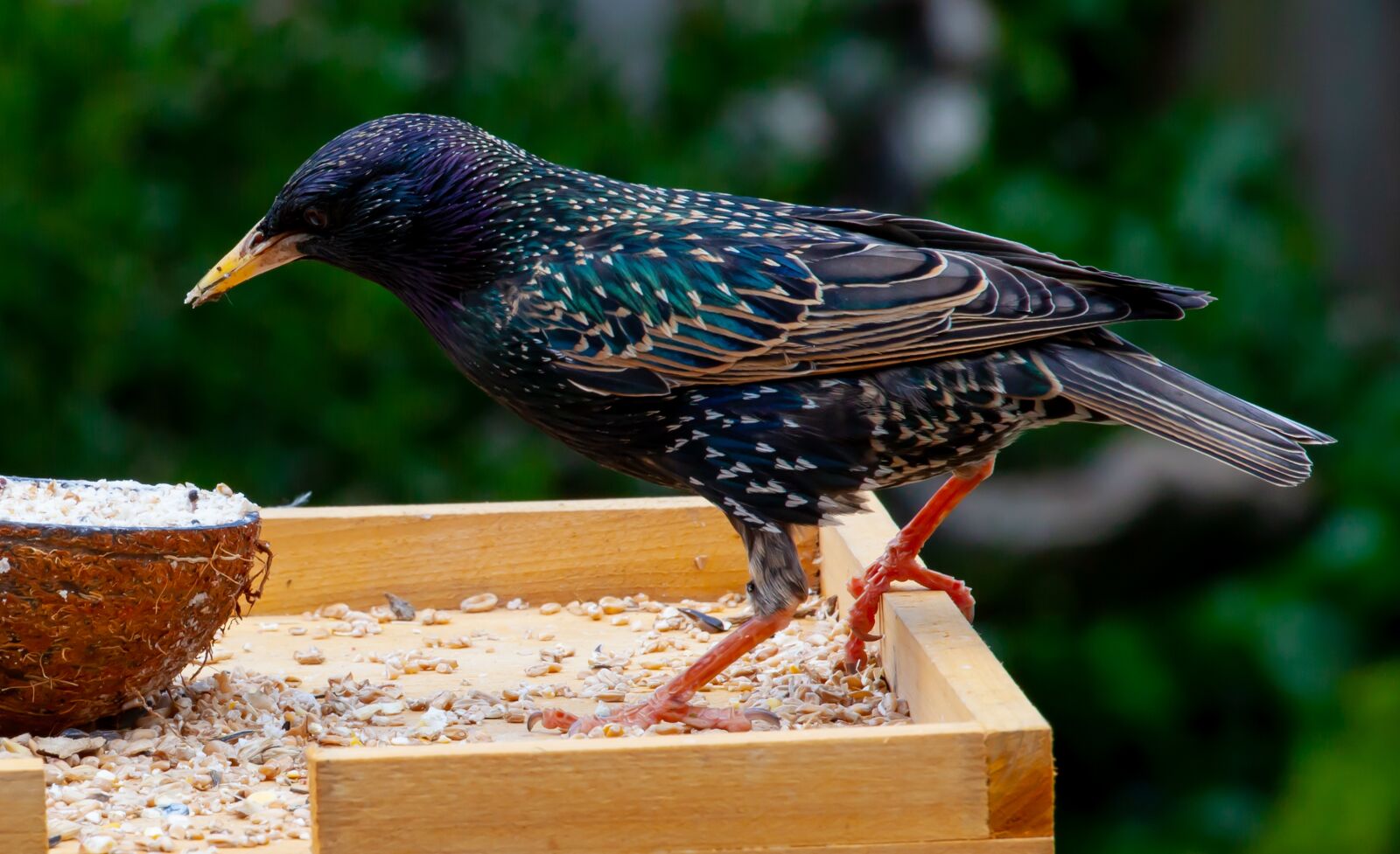 Canon EOS 5D Mark II sample photo. Starling, bird, scavenger photography