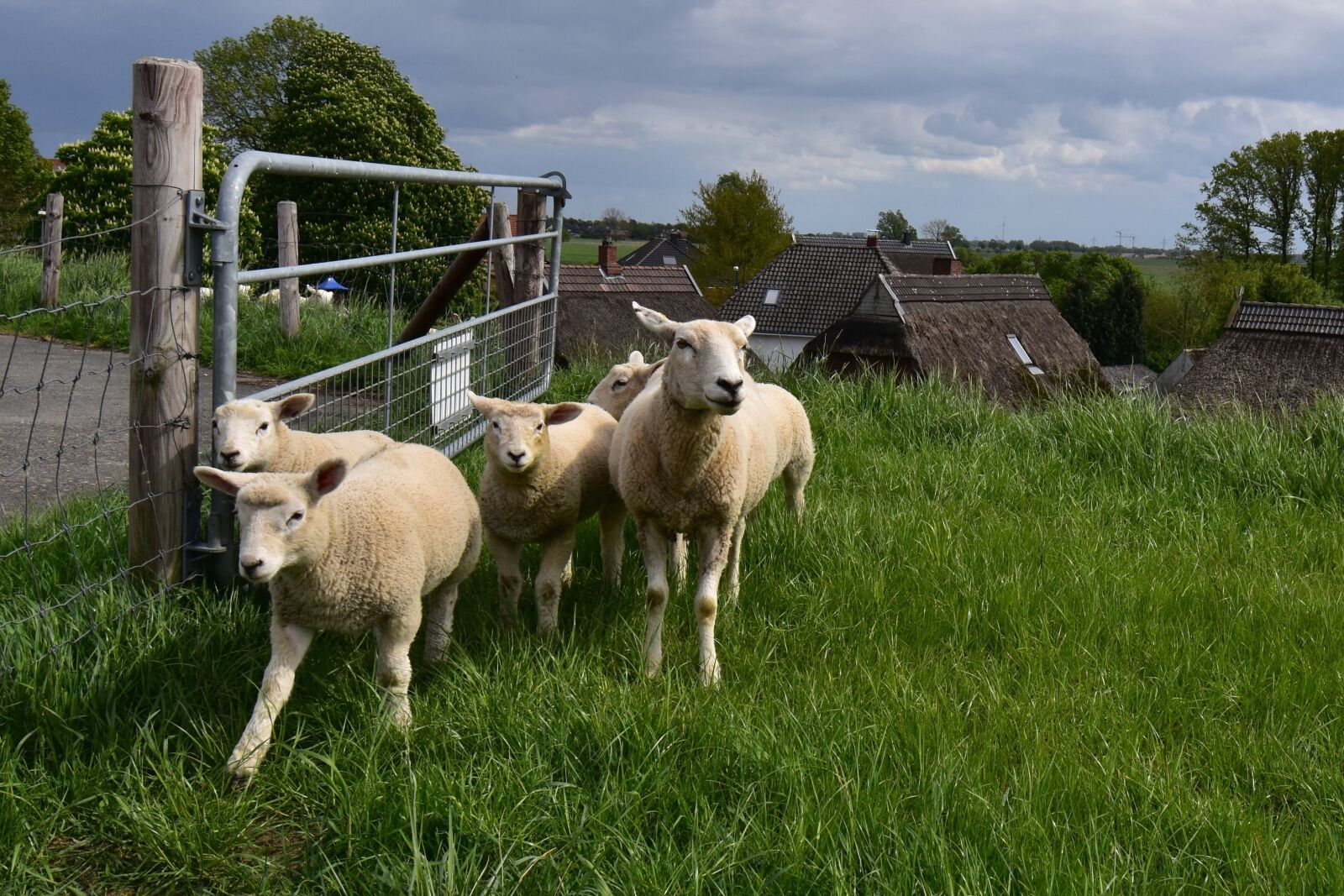 Nikon D5600 sample photo. Sheep, dike, landscape photography