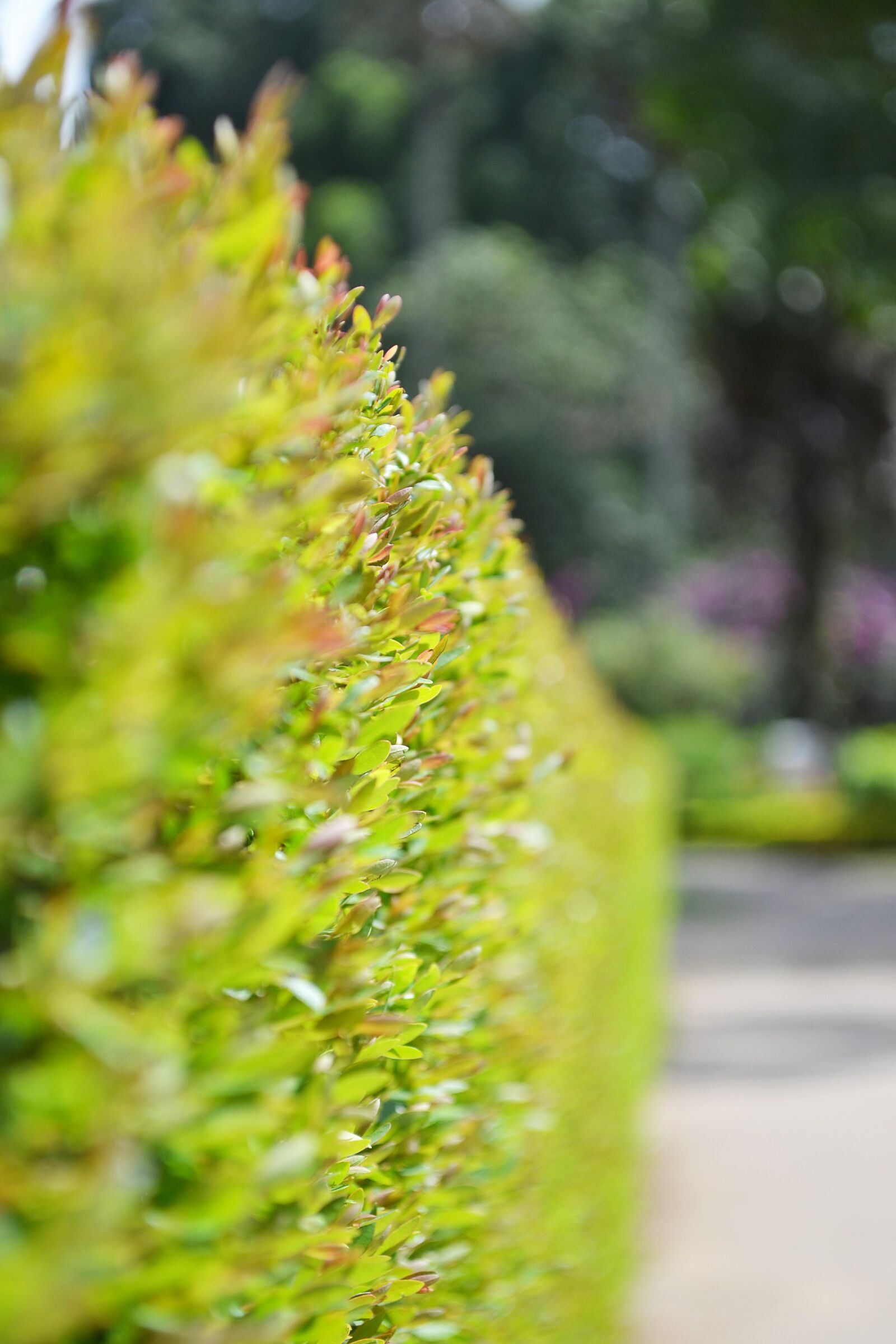 Nikon D3100 sample photo. Fens, small plants, small photography