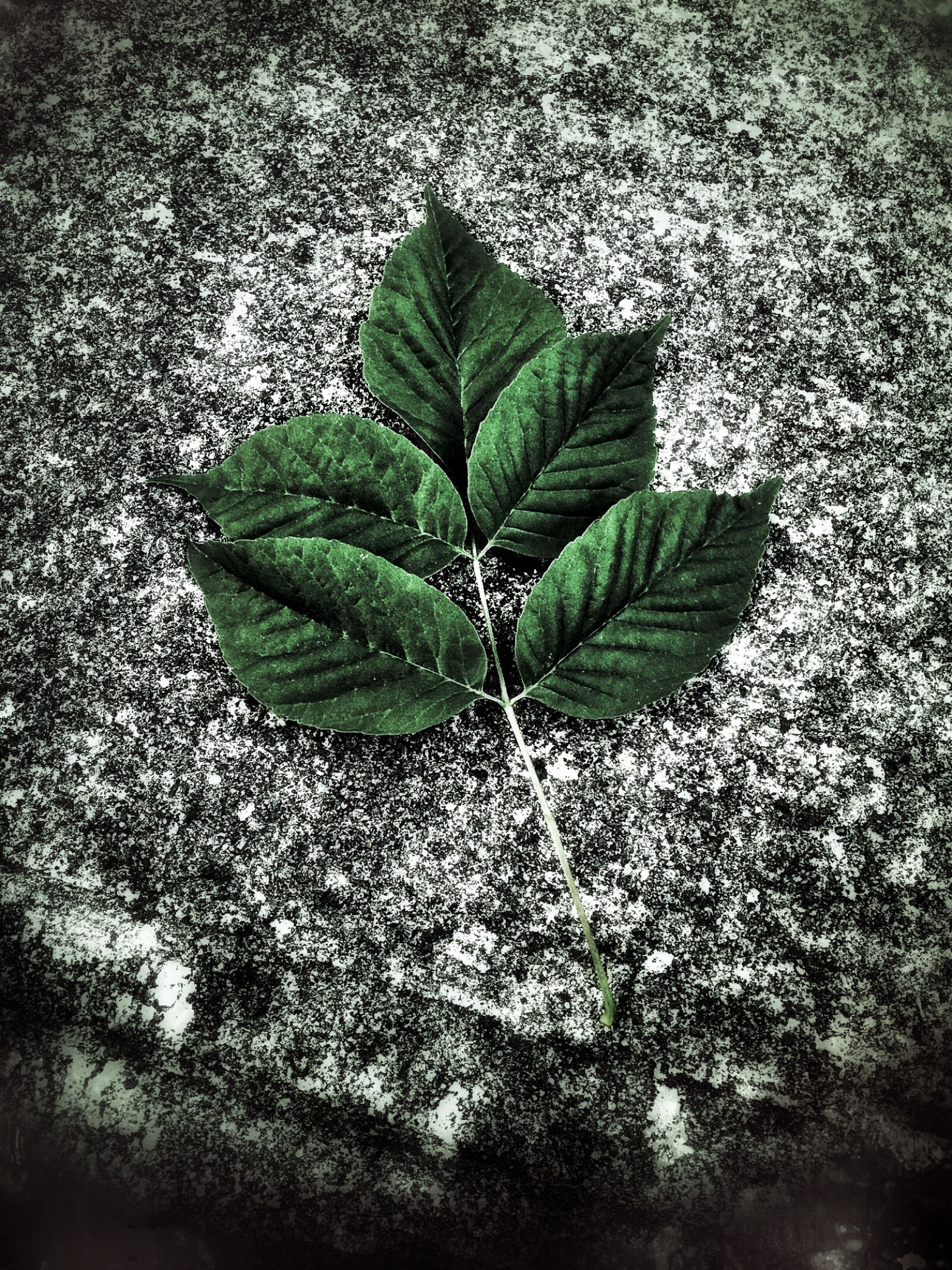 iPhone 6 Plus back camera 4.15mm f/2.2 sample photo. Cement, fallen, leaves, green photography