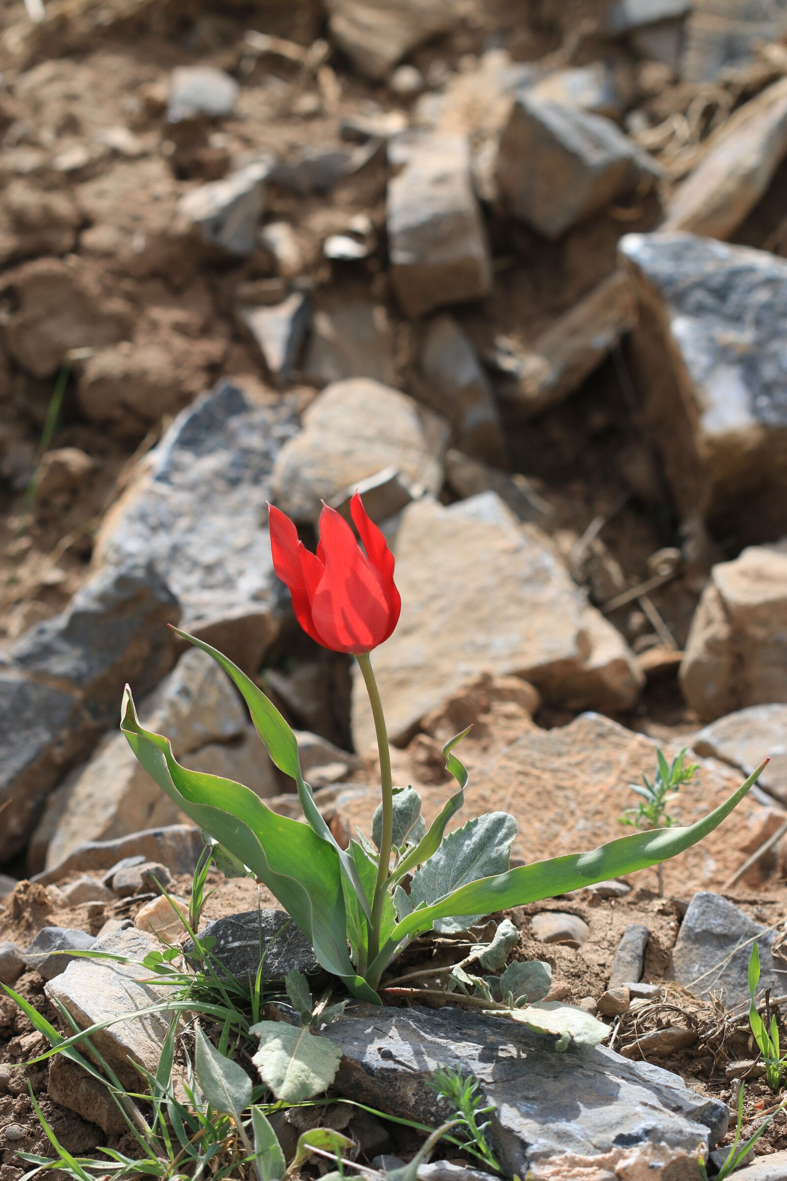 Canon EOS 70D + Canon EF 100mm F2.8 Macro USM sample photo. Tulips, green, red photography