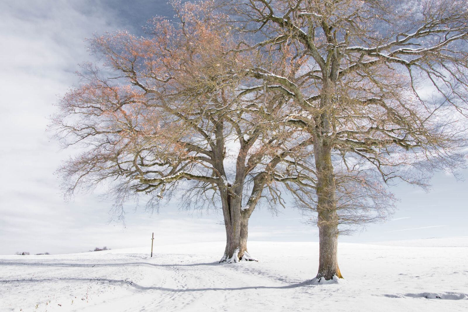 Nikon D7200 sample photo. Tree, winter, nature photography