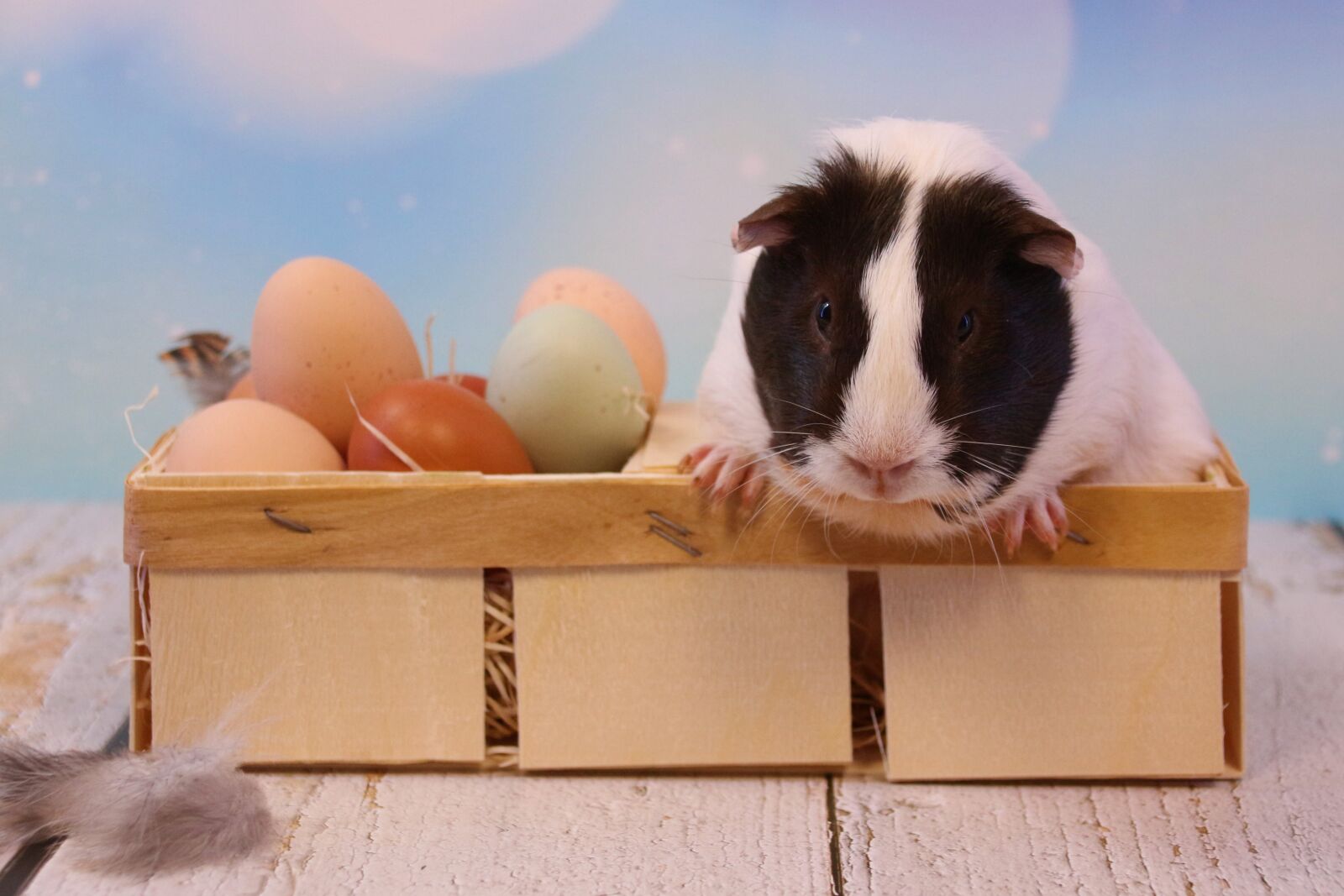 Canon EOS 700D (EOS Rebel T5i / EOS Kiss X7i) sample photo. Easter, guinea pig, rodent photography