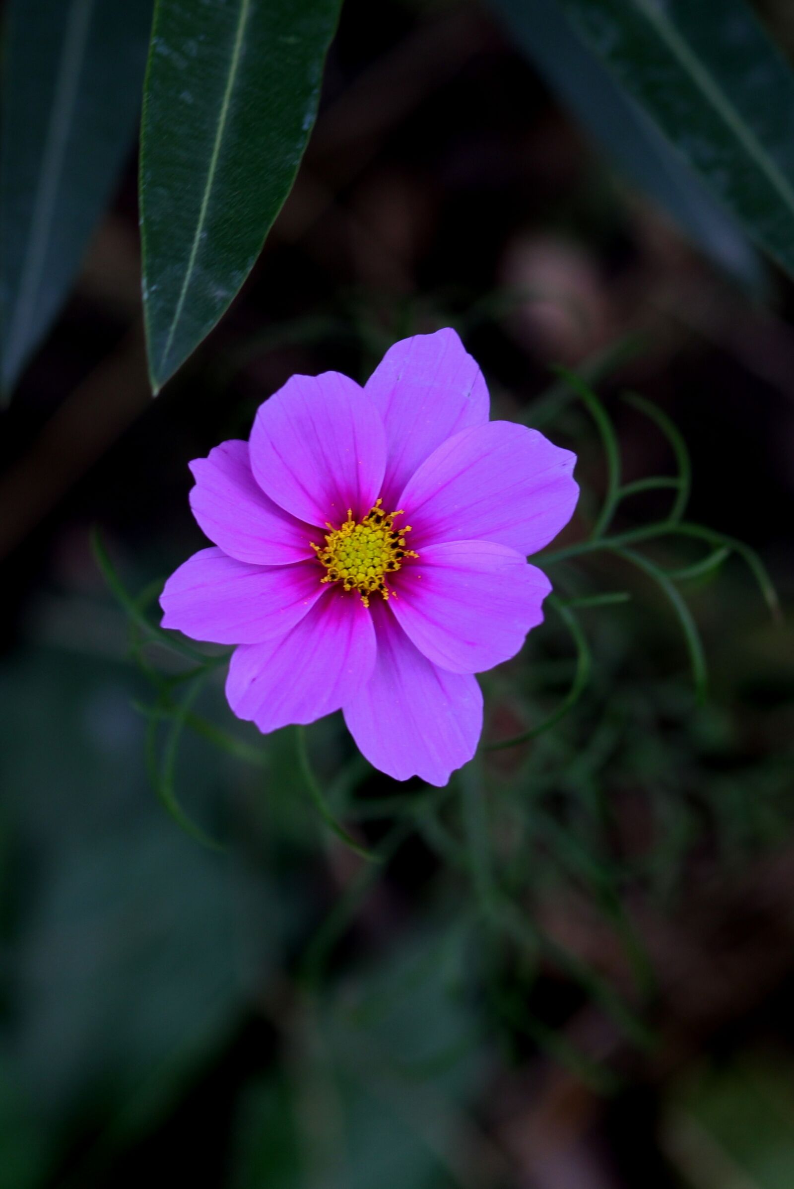 Canon EOS 700D (EOS Rebel T5i / EOS Kiss X7i) + Canon EF 85mm F1.8 USM sample photo. Flower, mov, pink photography