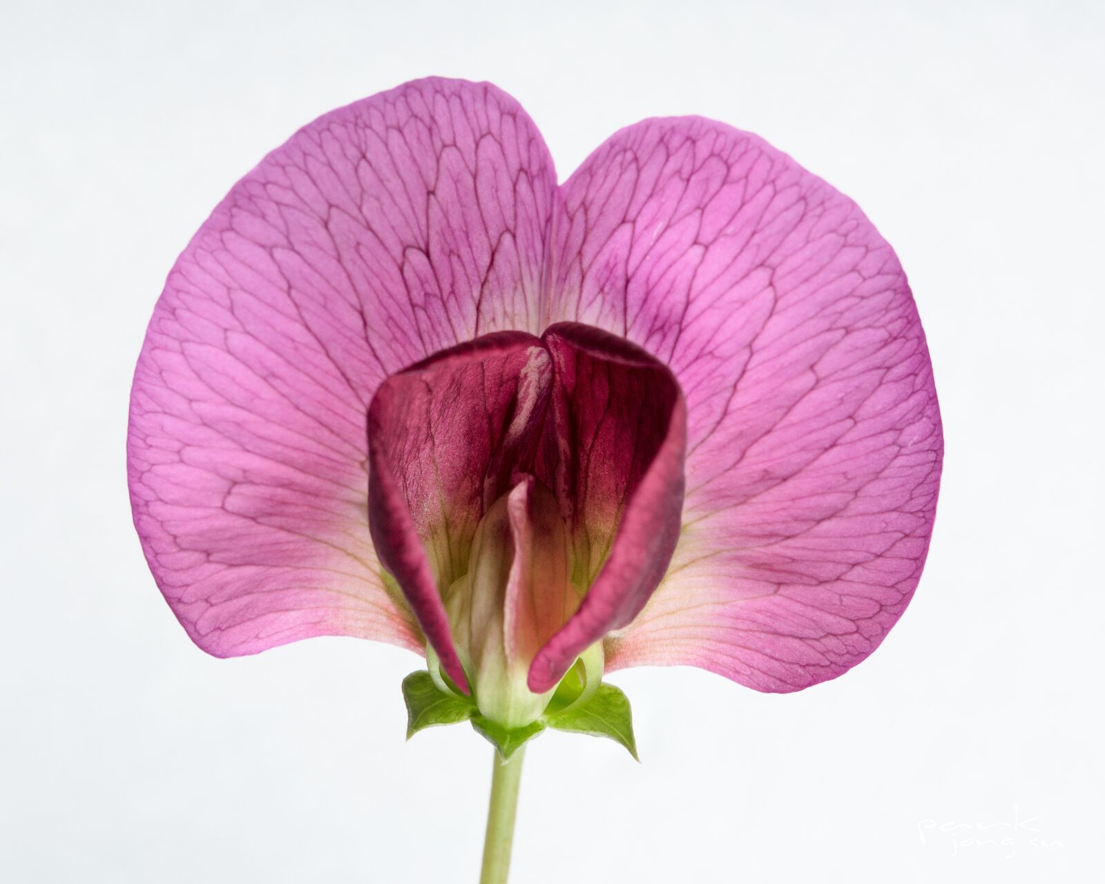 Canon EF 100mm F2.8L Macro IS USM sample photo. Flowers, plants, nature photography