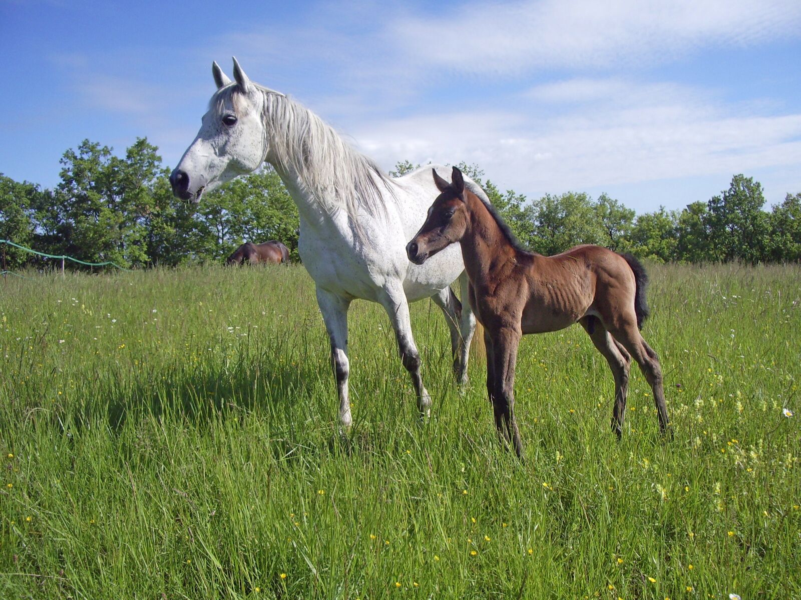 Pentax OPTIO S60 sample photo. Pure arab blood, horse photography