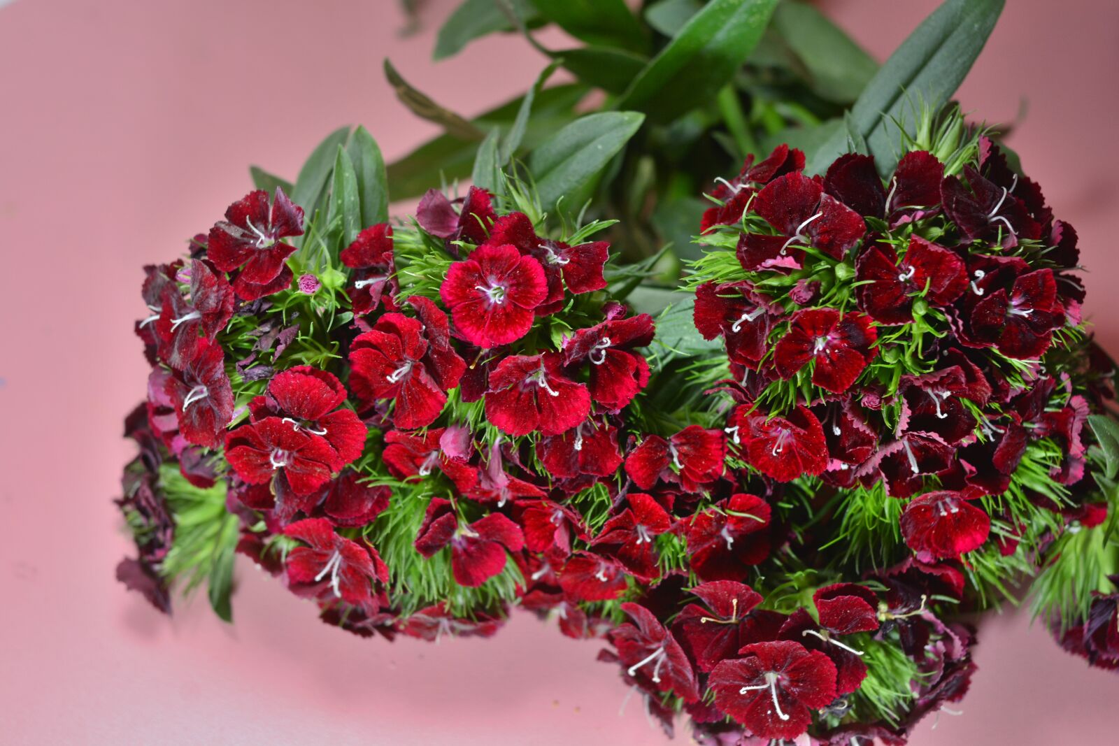 Nikon D7100 sample photo. Flower, viet nam, spring photography