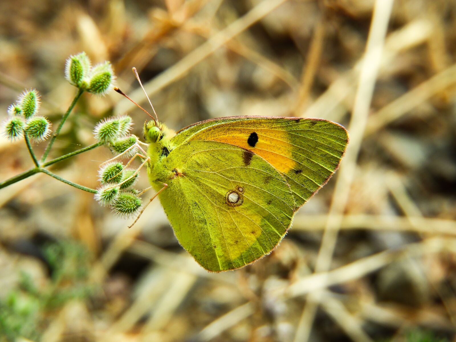 Nikon Coolpix B700 sample photo. Butterfly, green, nature photography