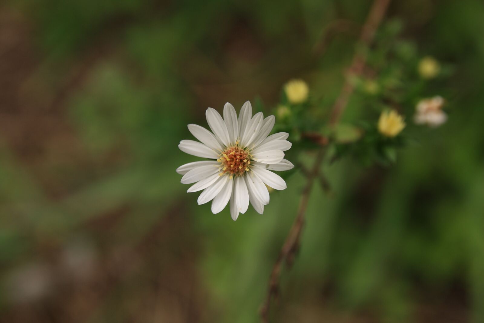 Canon EOS 40D sample photo. Wormwood some competition, the photography