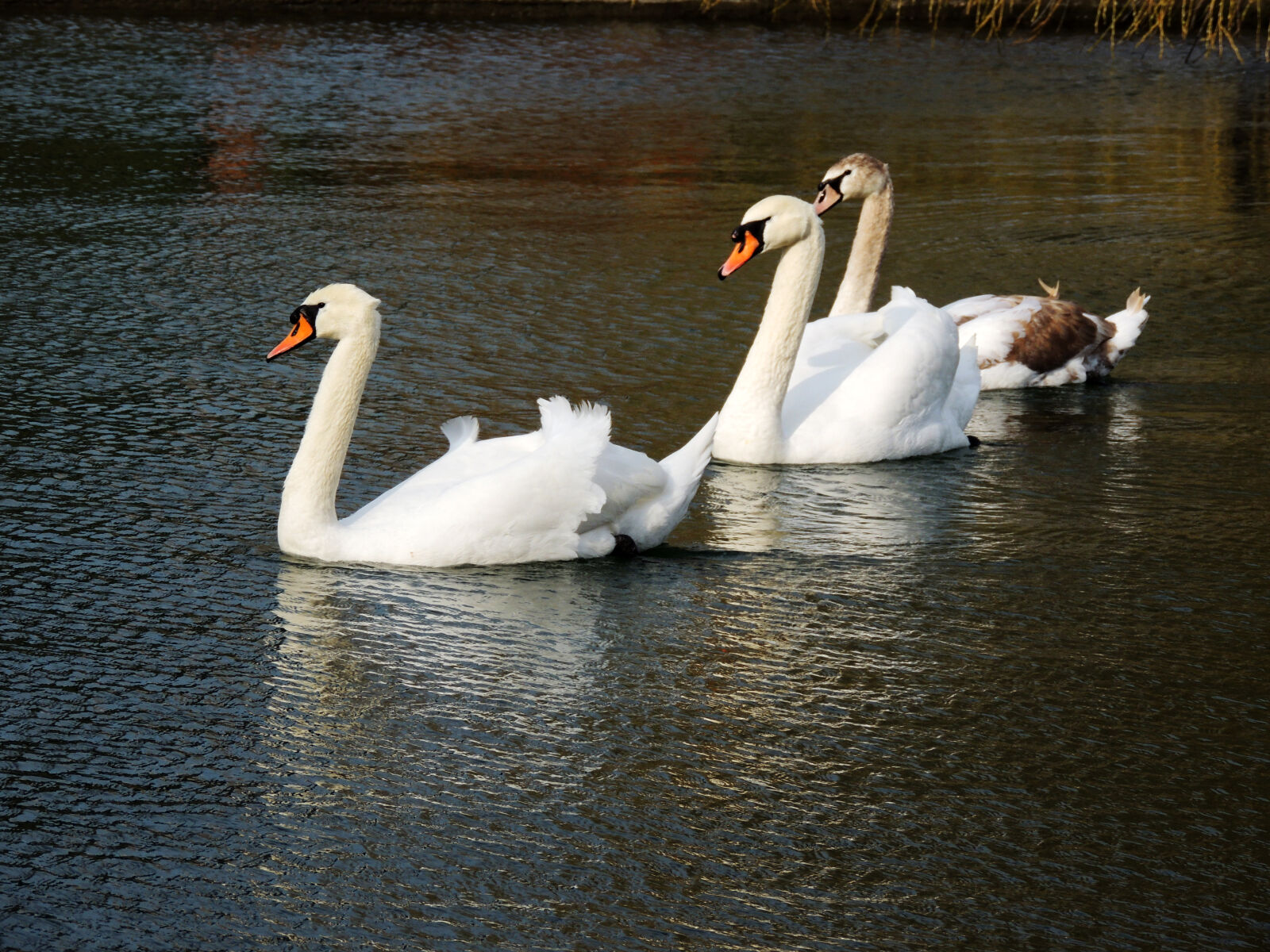Nikon Coolpix P510 sample photo. Animal, animal, photography, beautiful photography