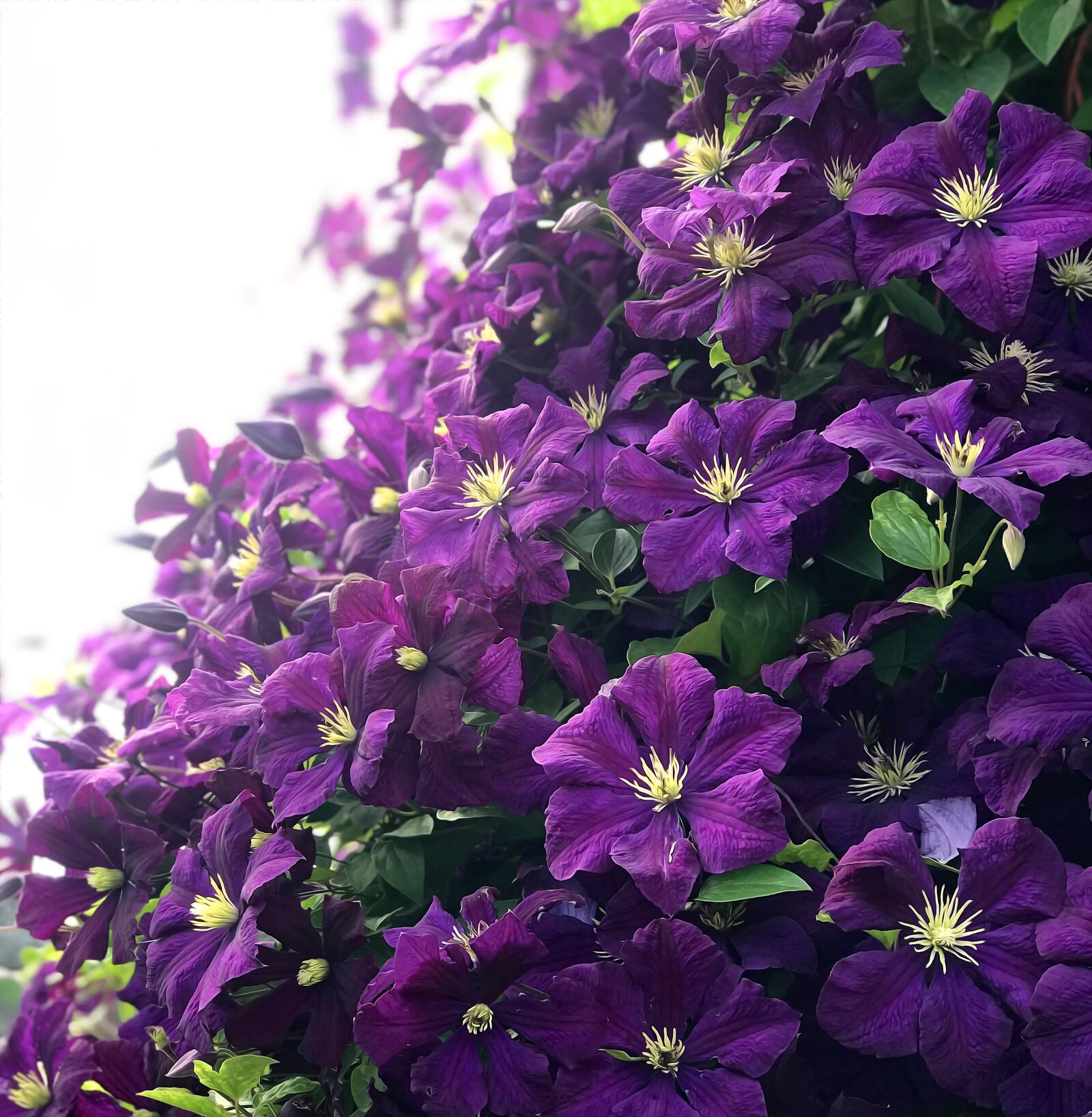 Apple iPhone 7 Plus sample photo. Skovranke, creeper, clematis photography