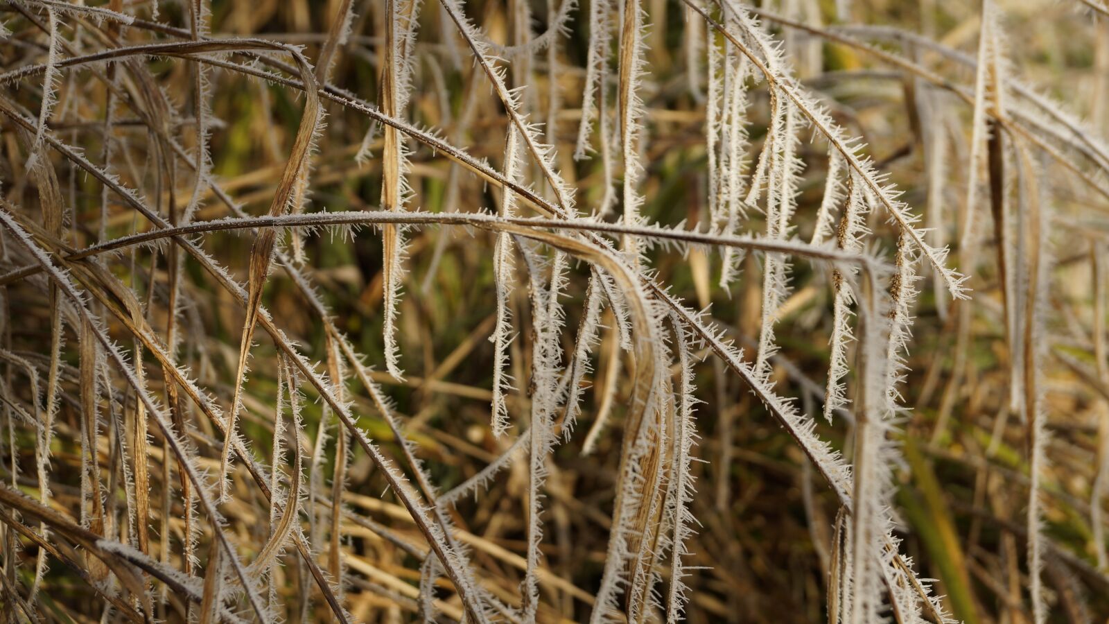 Sony DT 18-135mm F3.5-5.6 SAM sample photo. Icicle, grass, white photography