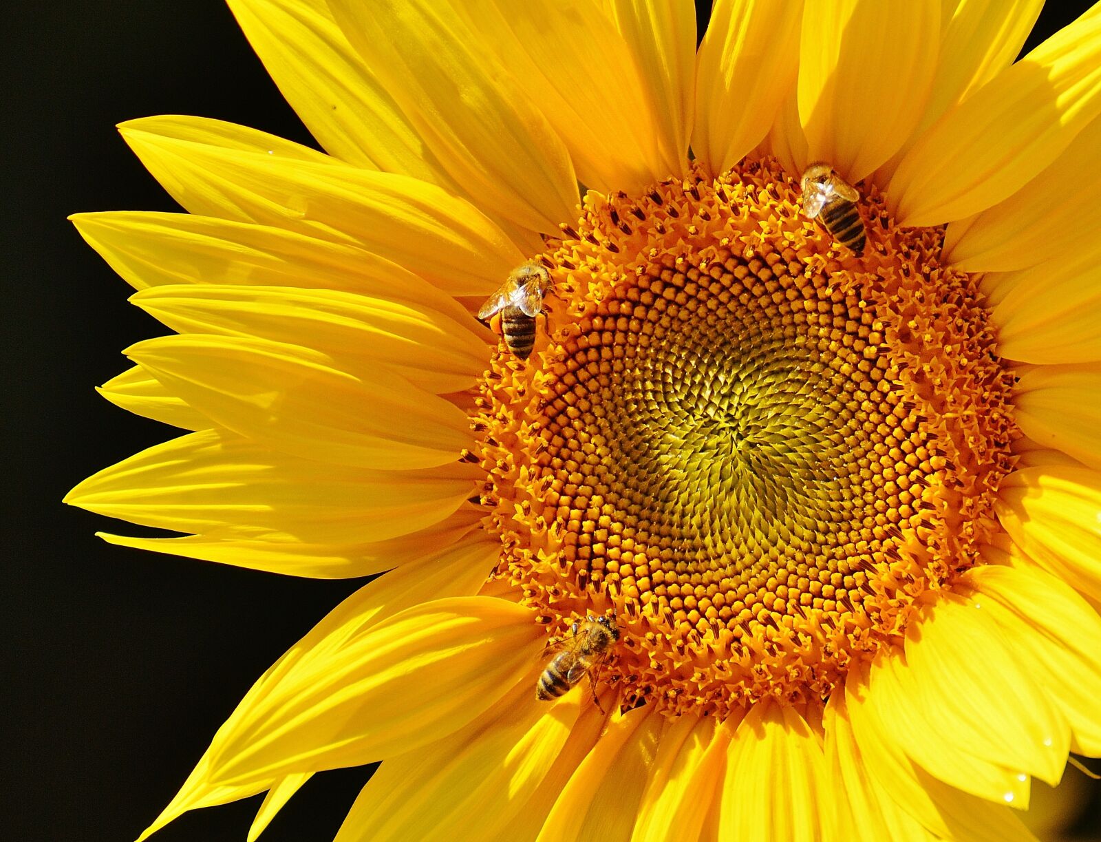 Nikon D3200 sample photo. Sunflower, bees, summer photography
