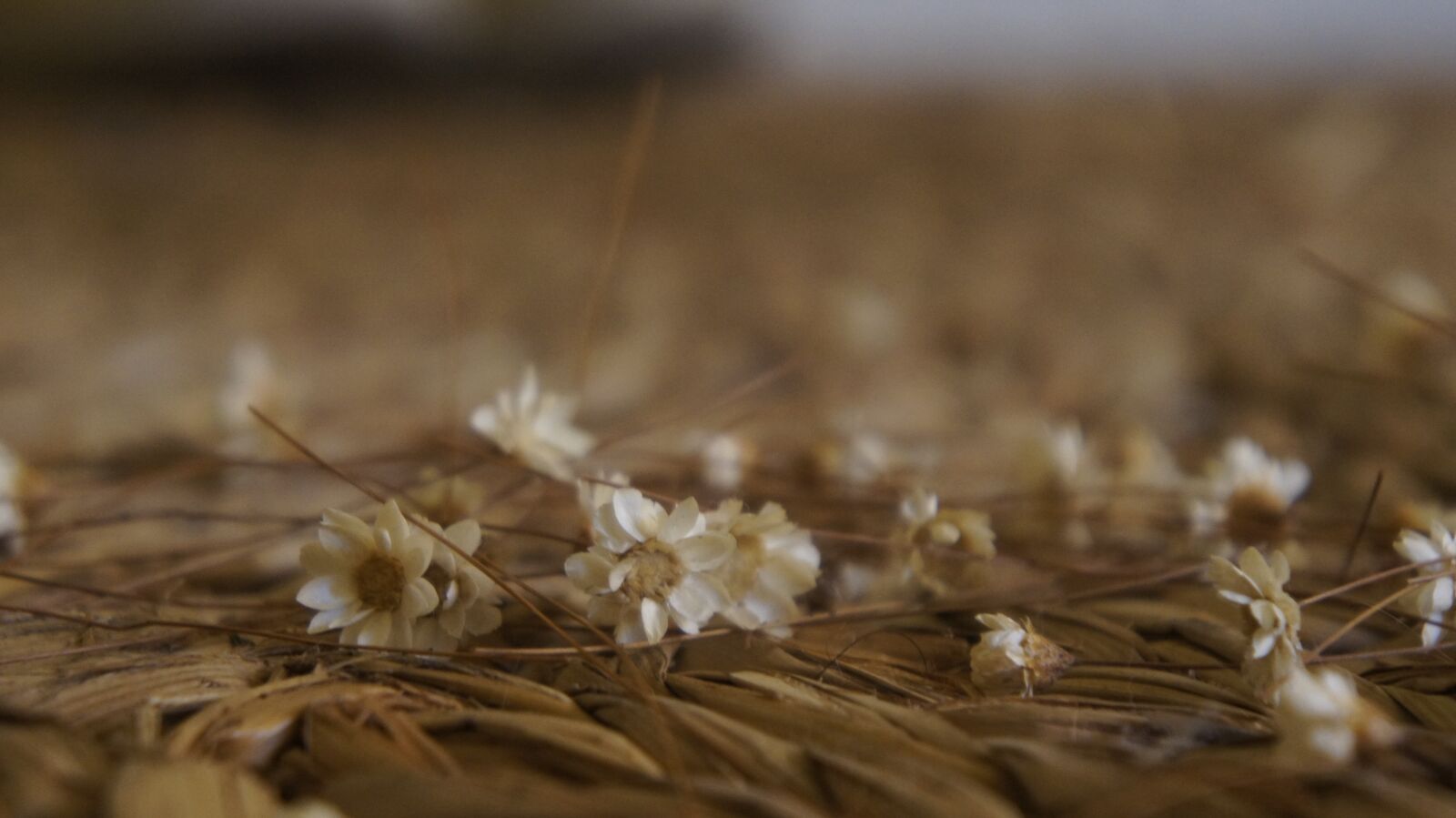 Sony Alpha NEX-C3 + Sony E 18-55mm F3.5-5.6 OSS sample photo. Flower, carpet, rustic photography