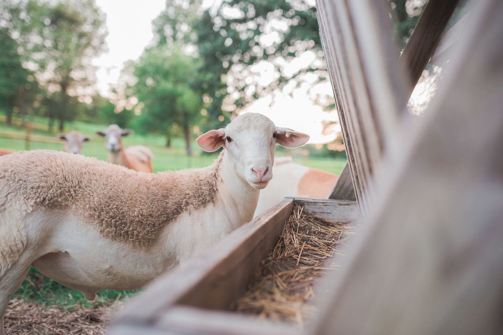 Sigma 35mm F1.4 DG HSM Art sample photo. Sheep, pasture, lamb photography