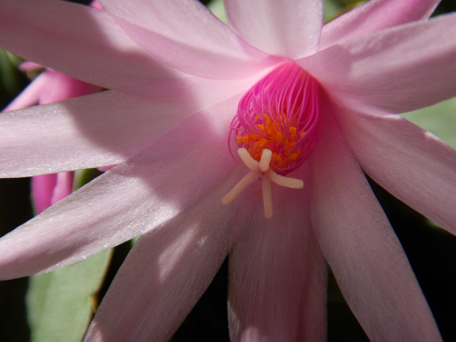 Nikon Coolpix AW120 sample photo. Cactus blossom, pink, blossom photography