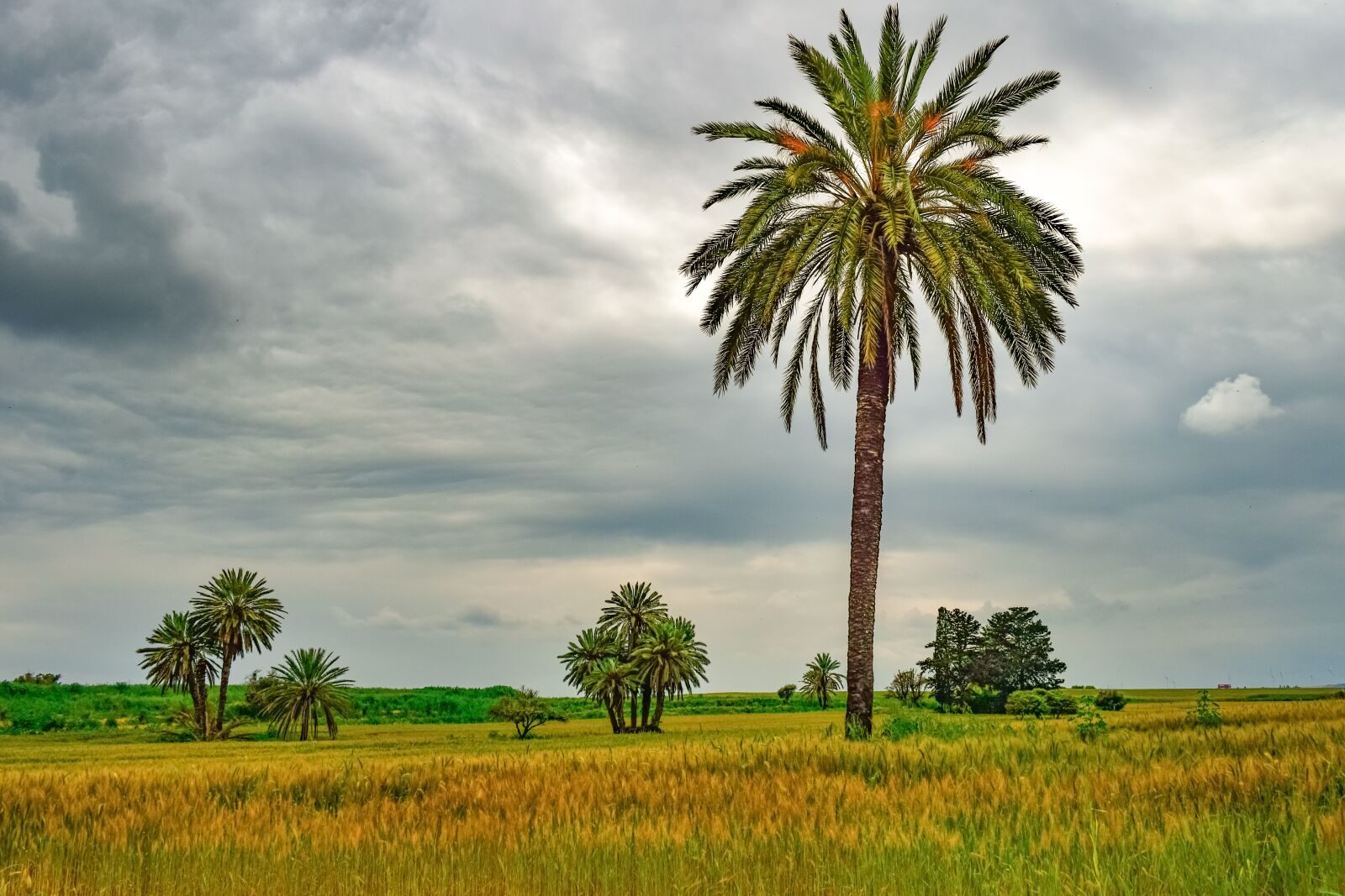 Nikon D3300 sample photo. Palm tree, trees, landscape photography