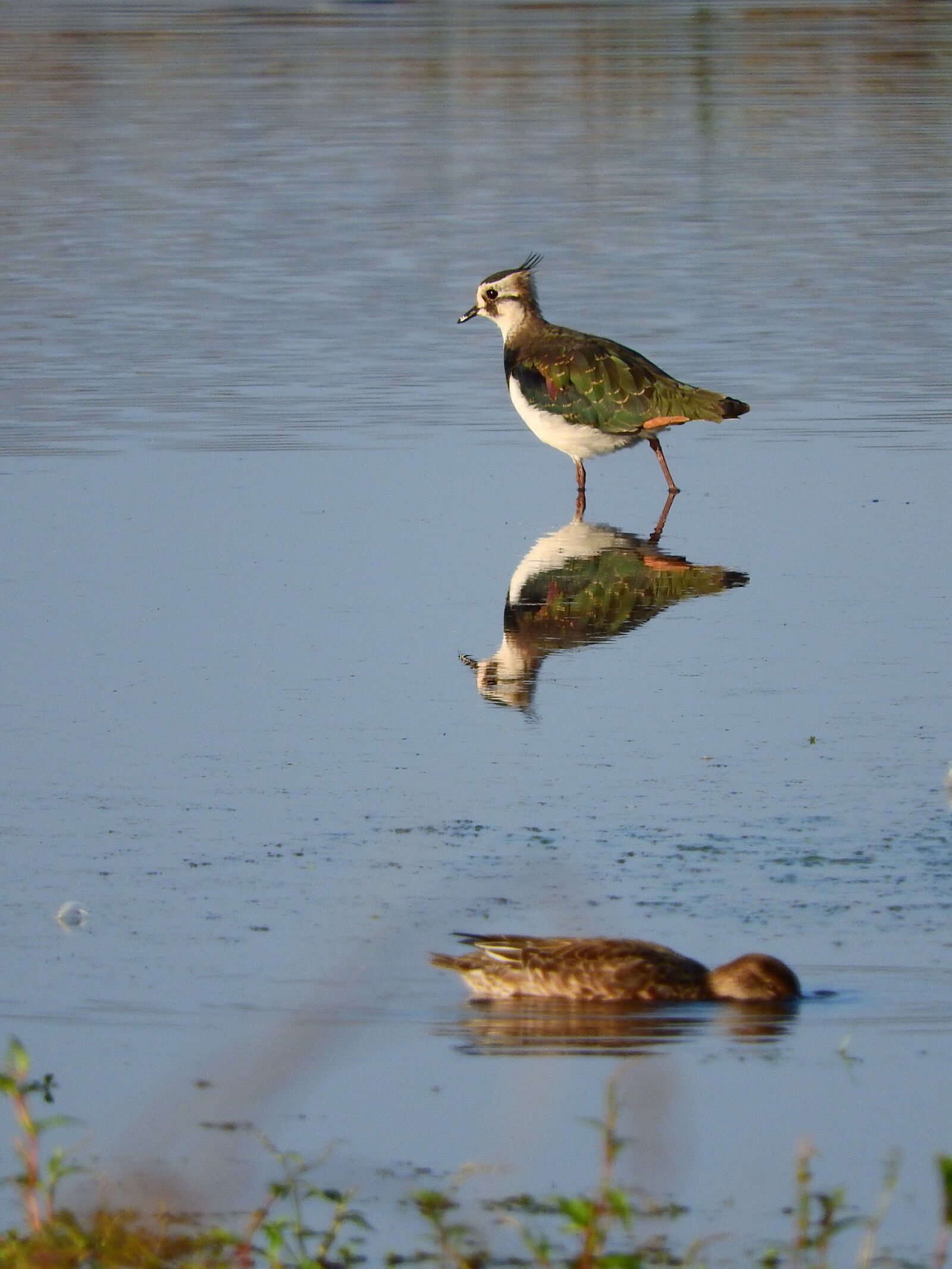 Nikon Coolpix P610 sample photo. Lapwing, watt bird, mirroring photography