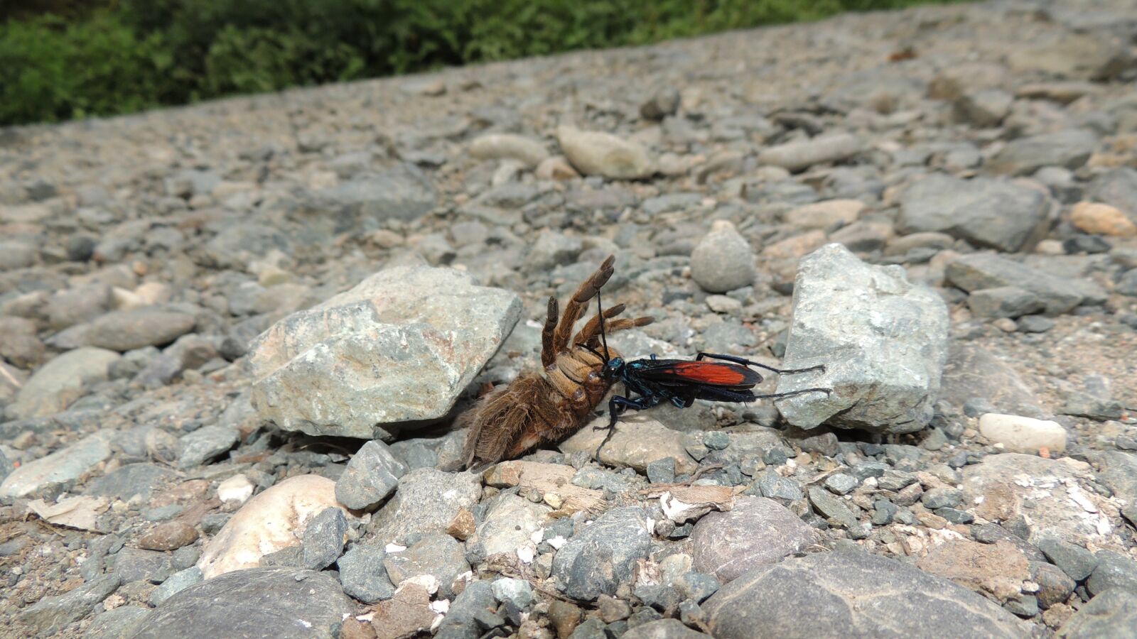 Nikon Coolpix P510 sample photo. Nature, insects, armenia photography