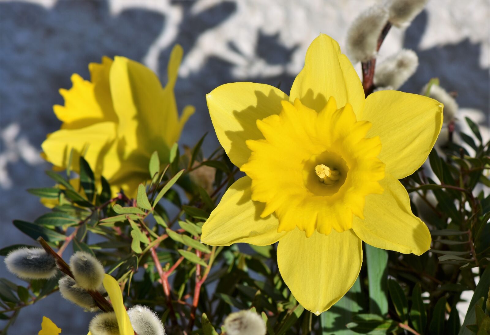 Nikon D7200 sample photo. Narcissus, daffodil, narcissus pseudonarcissus photography