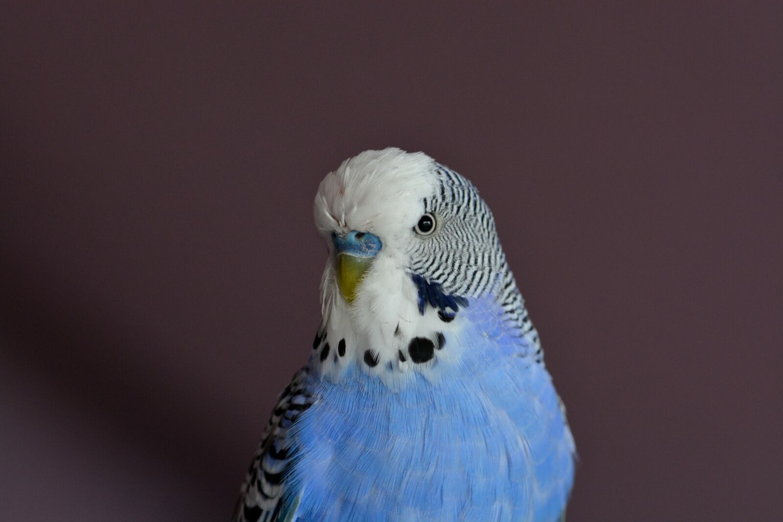 Nikon D5200 sample photo. Budgie, bird, parakeets photography