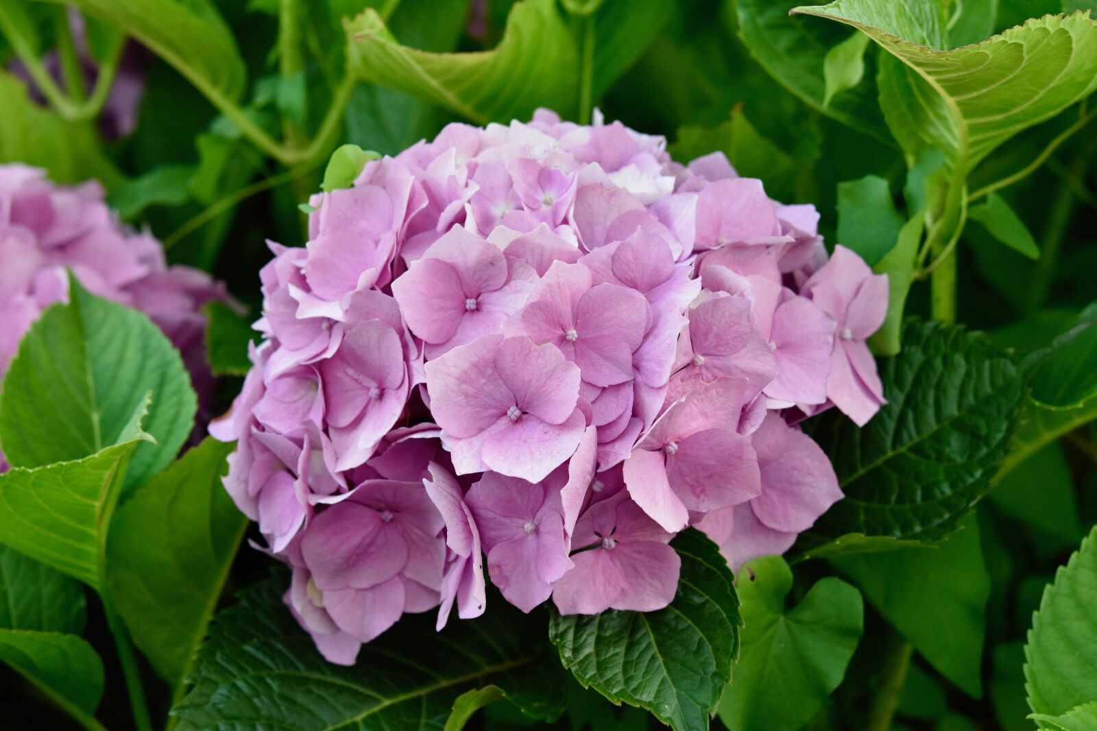Nikon D5600 sample photo. Flower, flower hydrangea, hydrangea photography