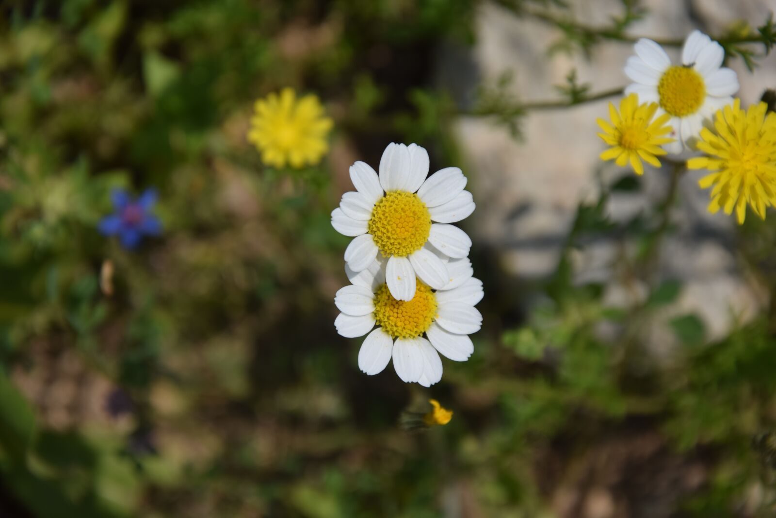 Nikon D3300 sample photo. Flowers, spring, yellow photography