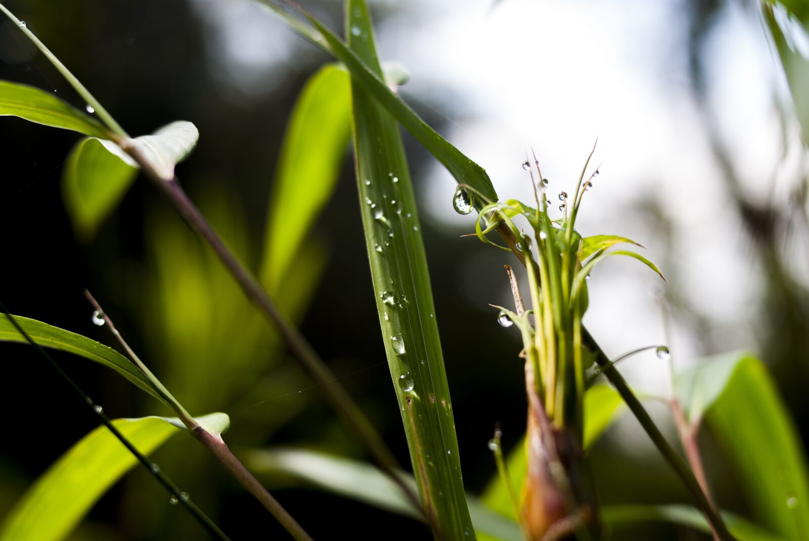 Nikon D60 sample photo. Plant, nature, leaf photography