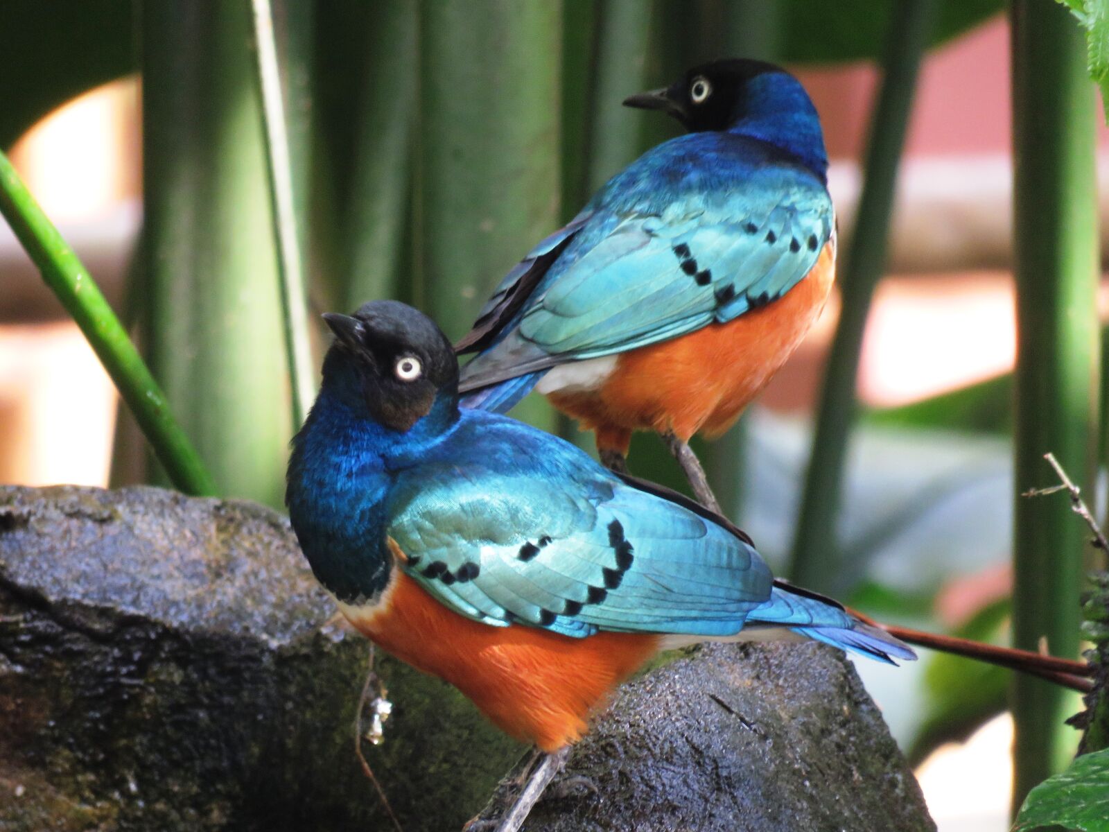 Canon PowerShot SX60 HS sample photo. Love birds, colorful birds photography