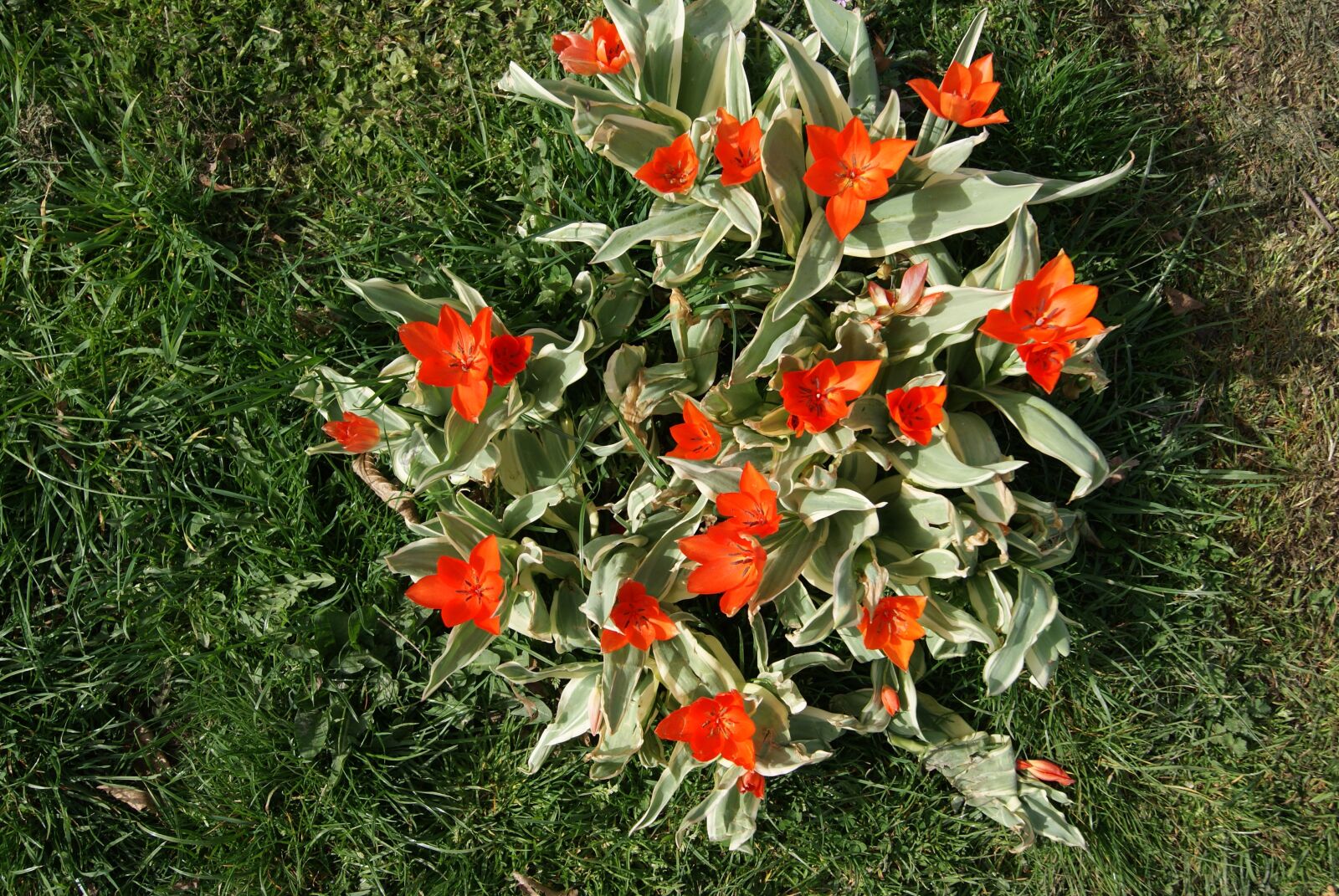 Sony Alpha DSLR-A230 sample photo. Tulip, flowers, nature photography