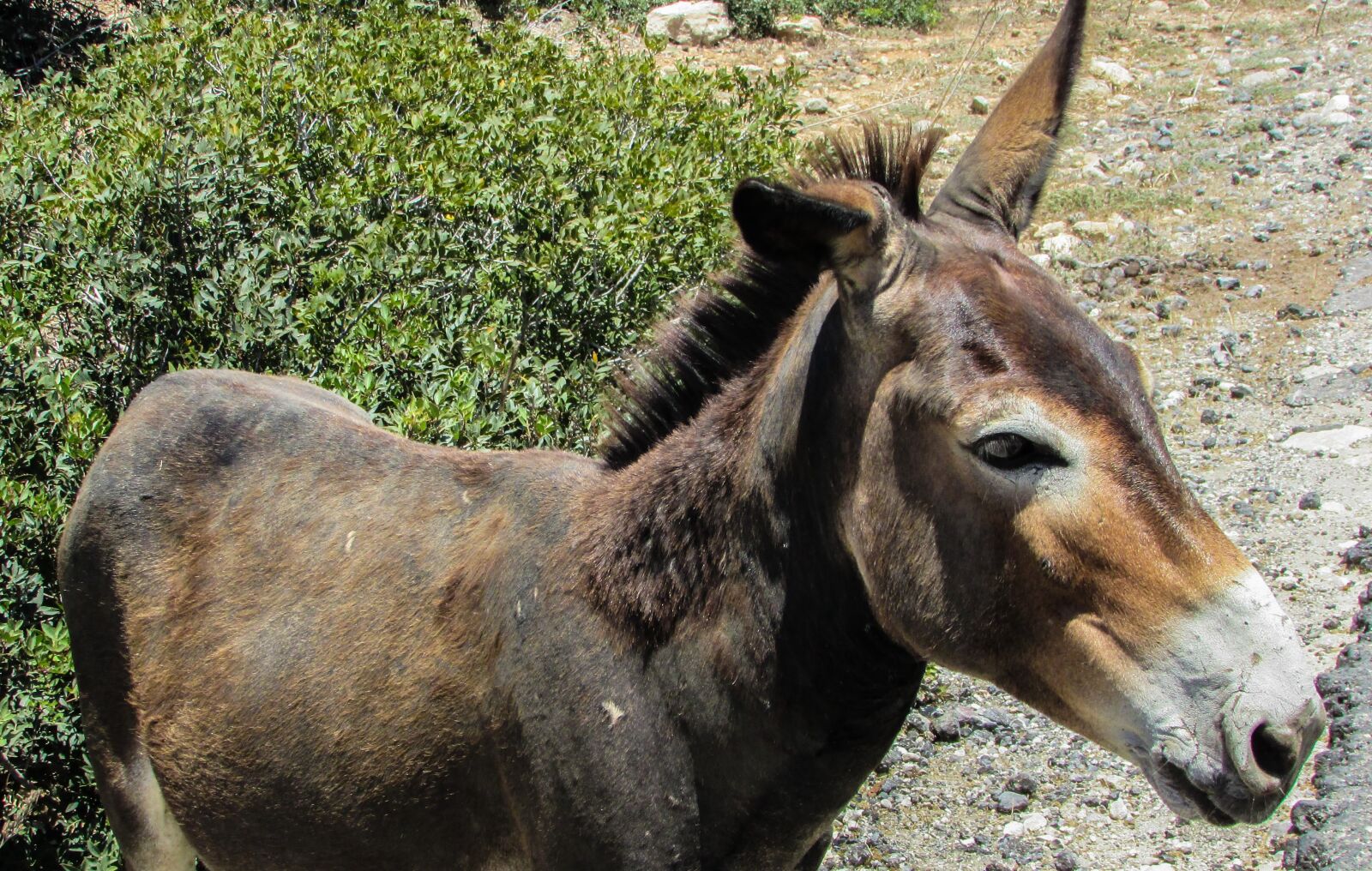 Canon PowerShot SX400 IS sample photo. Cyprus, karpasia, national park photography
