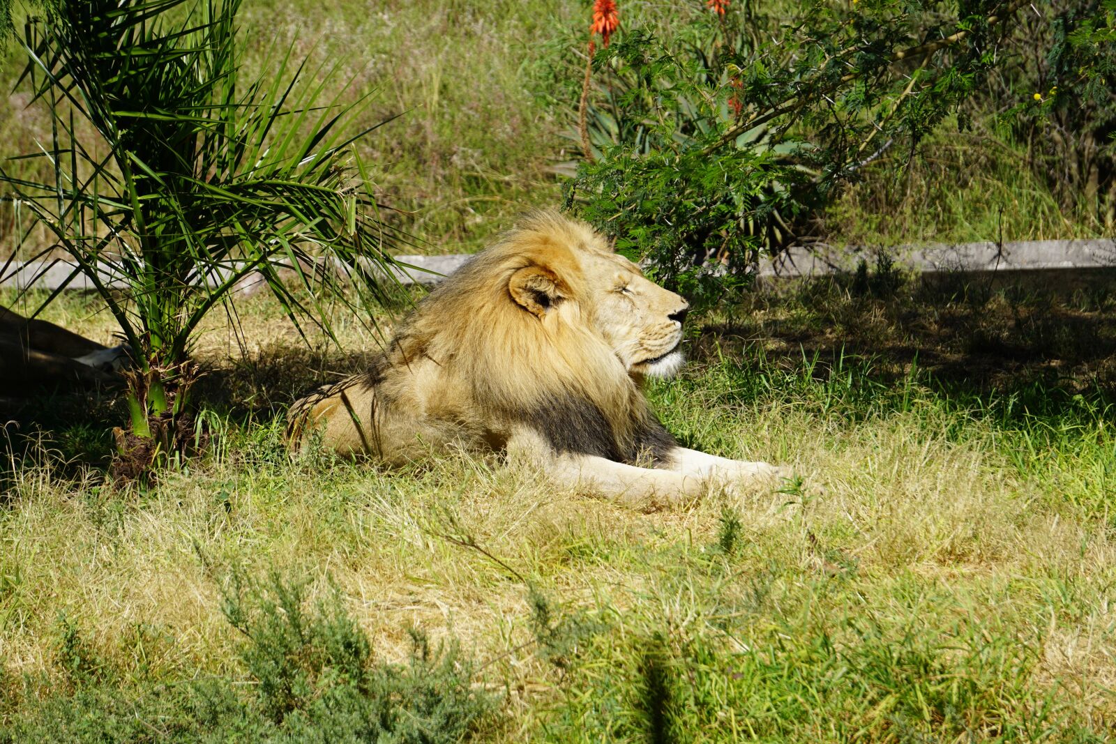 Sony a5100 sample photo. Leon, mammal, carnivorous photography