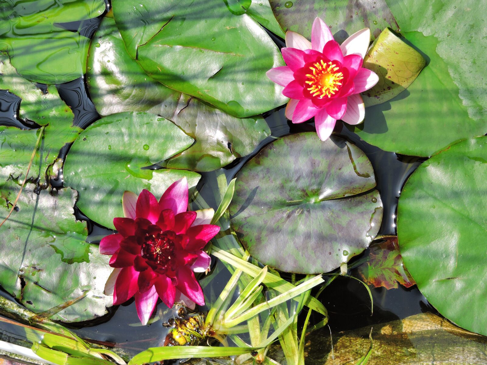 Nikon Coolpix P600 sample photo. Water lilies, garden pond photography