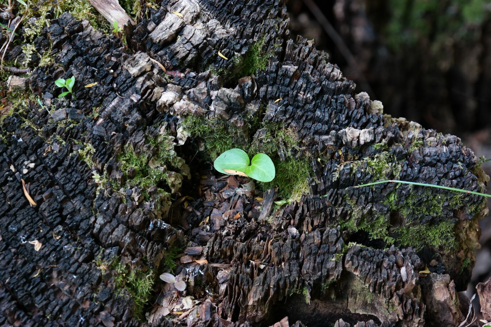 Samsung NX300 sample photo. Nature, bud, plant photography