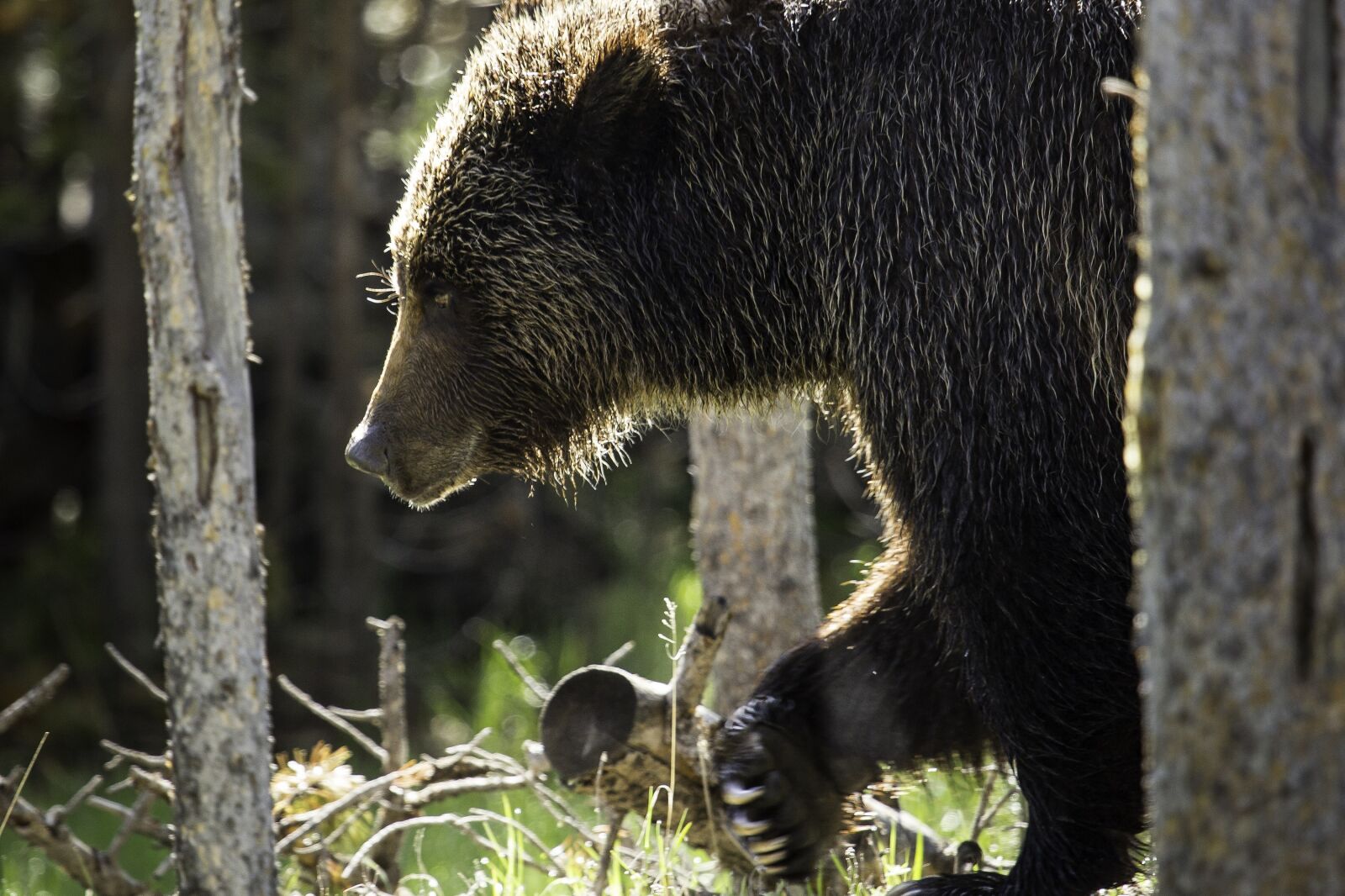 Canon EF 100-400mm F4.5-5.6L IS USM sample photo. Bear, grizzly, nature photography