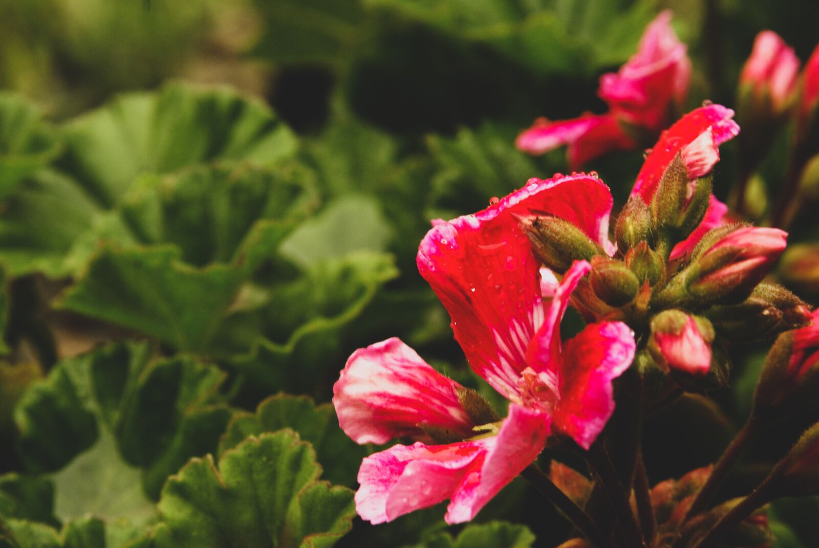 Sony Alpha DSLR-A200 sample photo. Pink, flower, nature photography