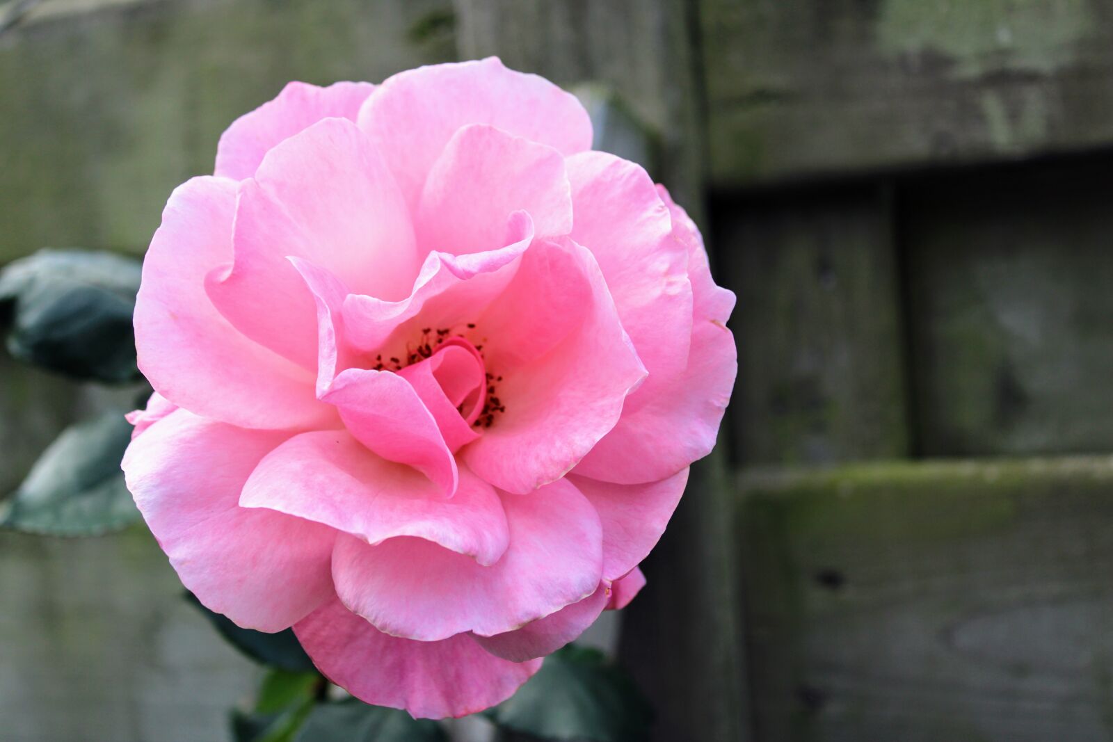 Canon EOS 2000D (EOS Rebel T7 / EOS Kiss X90 / EOS 1500D) sample photo. Pink rose, rose, feeling photography