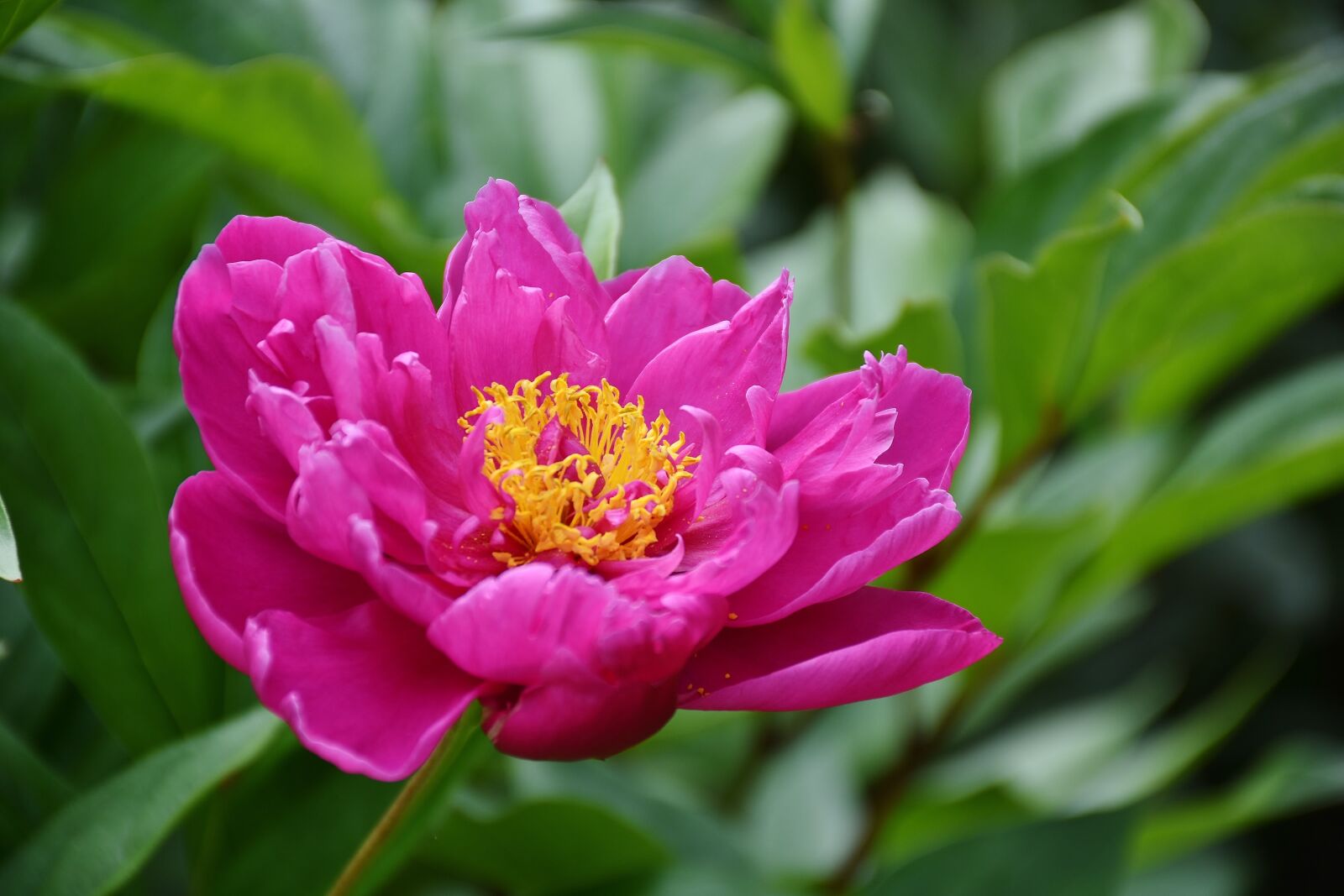 Nikon D7200 sample photo. Peony, flower, nature photography